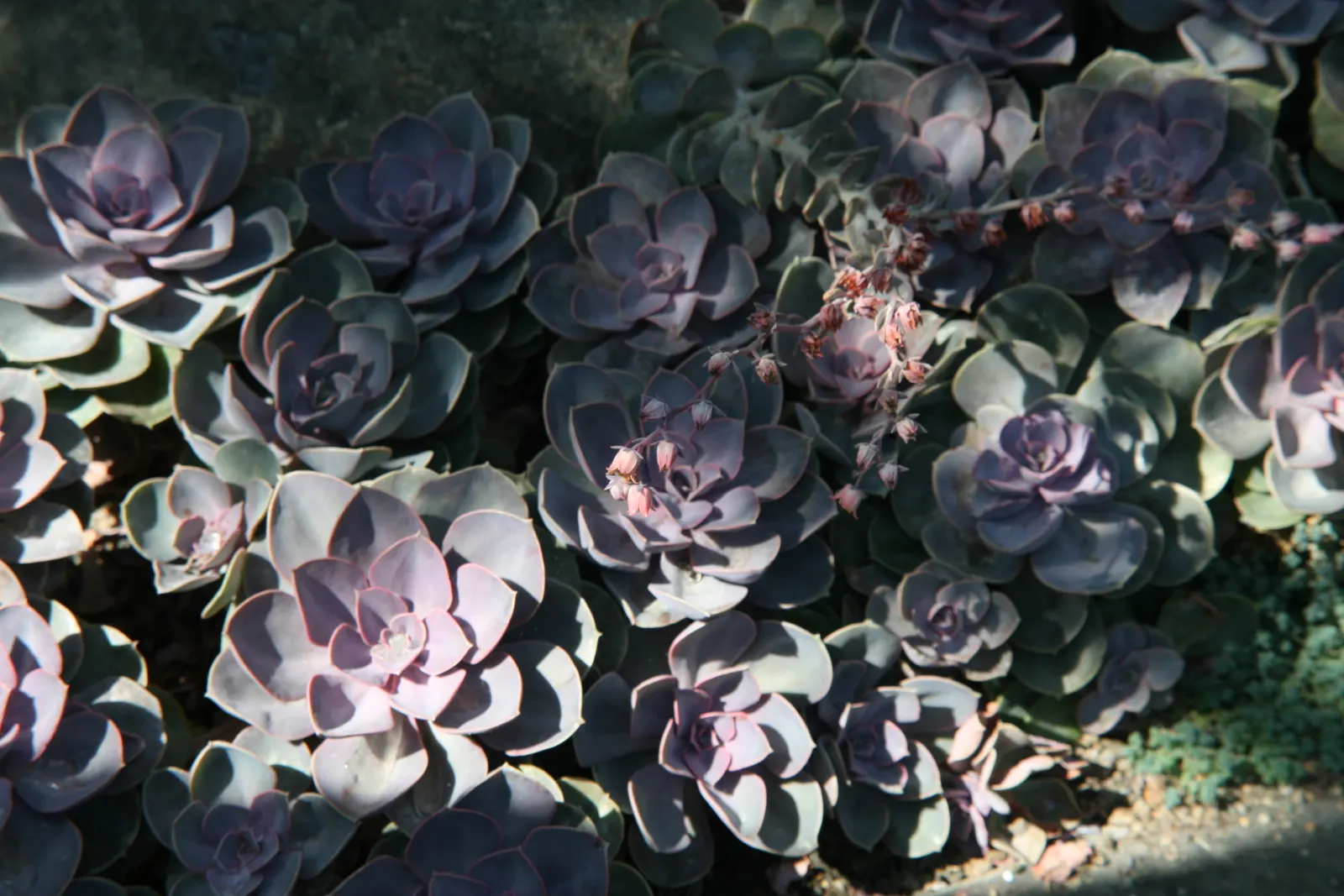 Perle von Nurnberg (Echeveria 'Perle von Nurnberg') — The Echeveria 'Perle von Nurnberg' is a stunning succulent prized for its rosettes up to 6, image 21