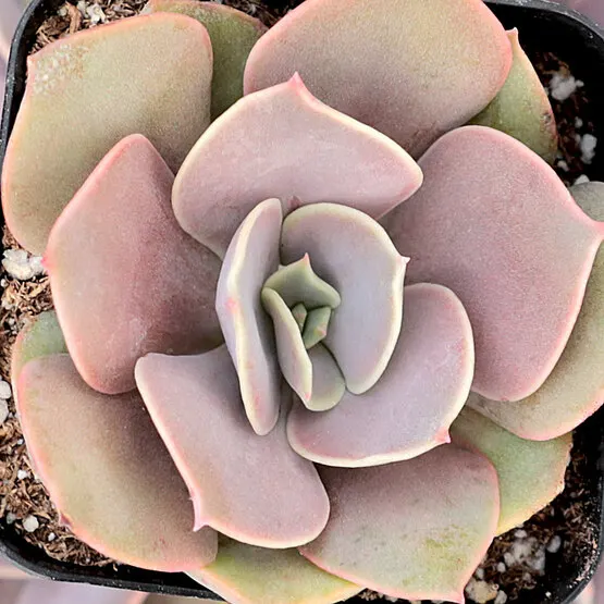Perle von Nurnberg (Echeveria 'Perle von Nurnberg') — Optimal growth is achieved with at least six hours of bright