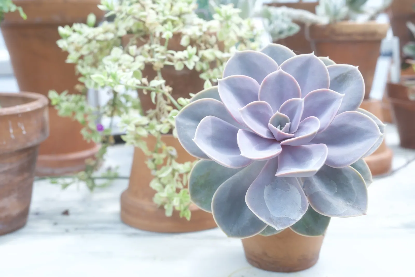 Perle von Nurnberg (Echeveria 'Perle von Nurnberg') — Low maintenance and drought-tolerant