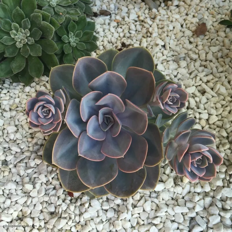 Perle von Nurnberg (Echeveria 'Perle von Nurnberg') — succulent for full or half