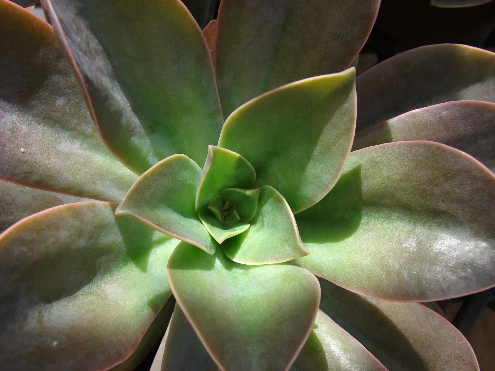 Perle von Nurnberg (Echeveria 'Perle von Nurnberg') — this plant adds a splash of color to rock gardens