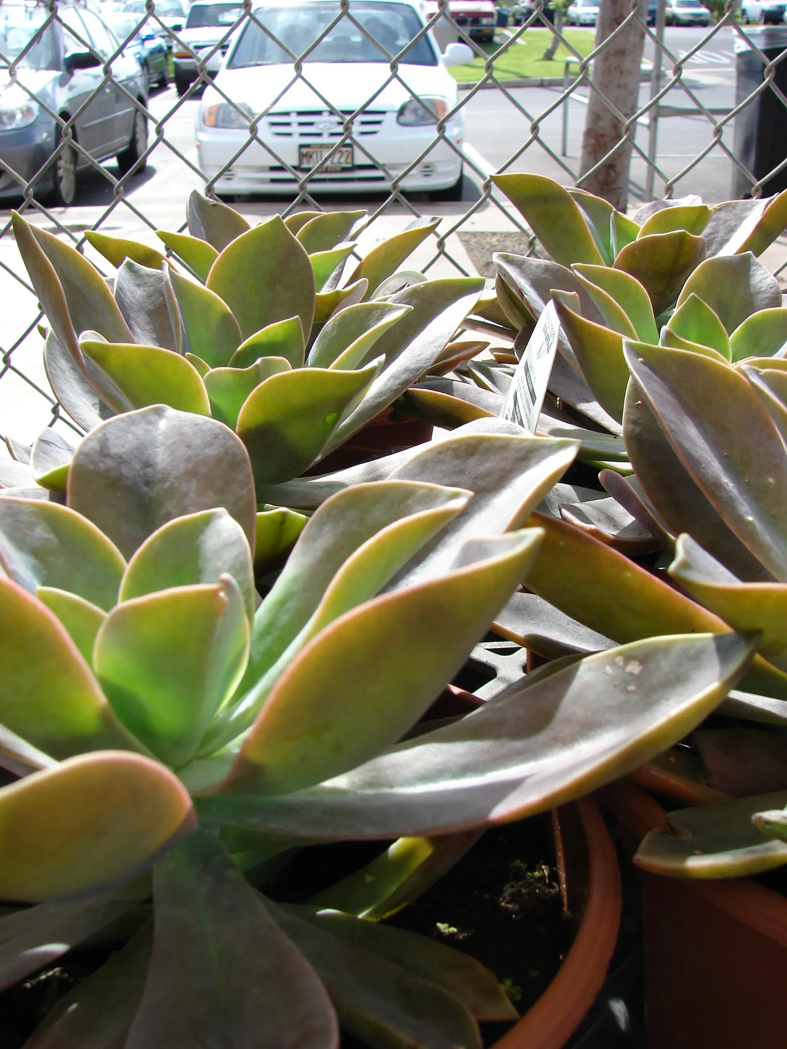Perle von Nurnberg (Echeveria 'Perle von Nurnberg') — This rosette-forming perennial boasts a symphony of pastel hues