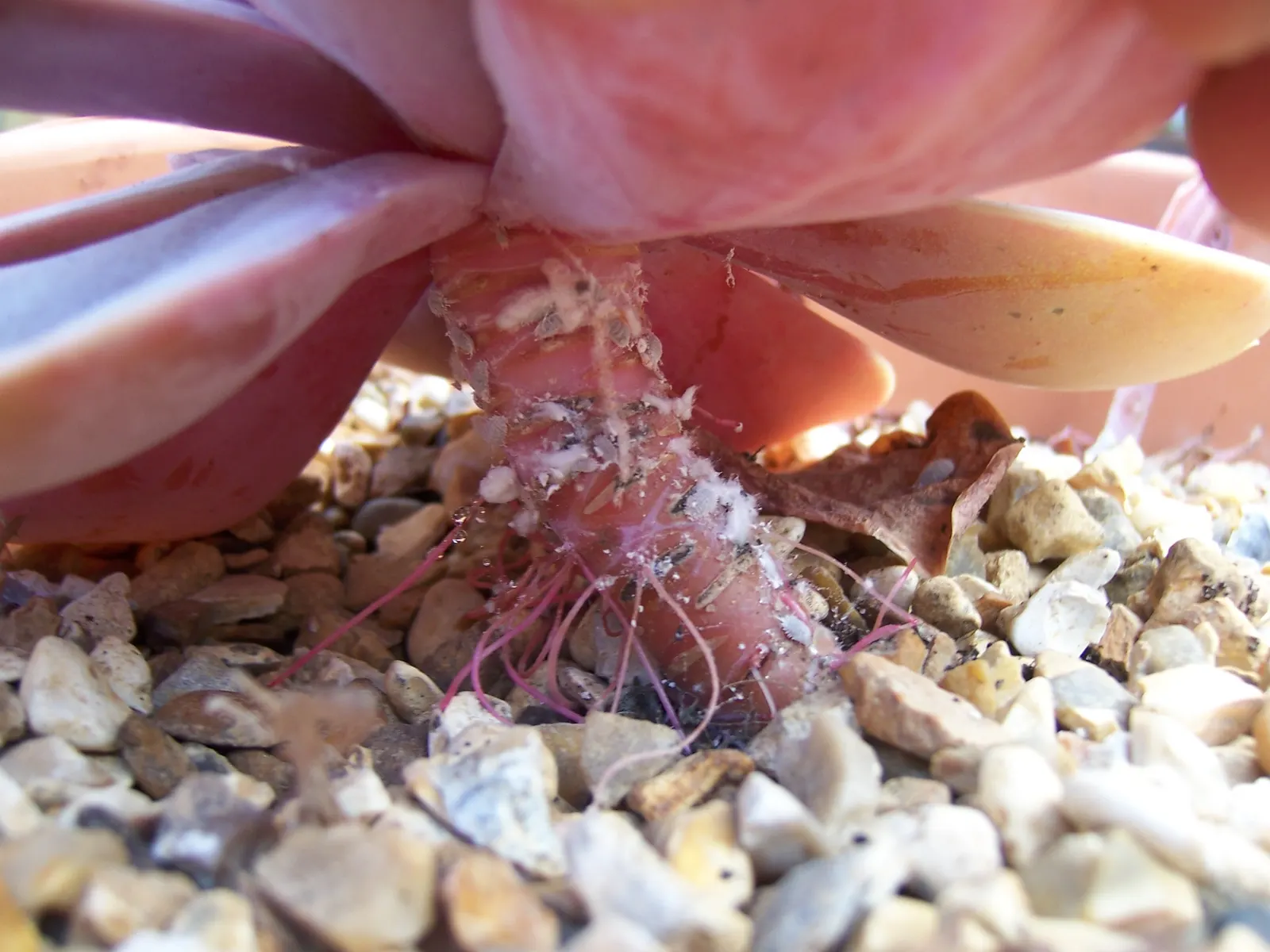 Perle von Nurnberg (Echeveria 'Perle von Nurnberg') — allow a spacing of 6 to 9 inches between each plant to accommodate their mature size