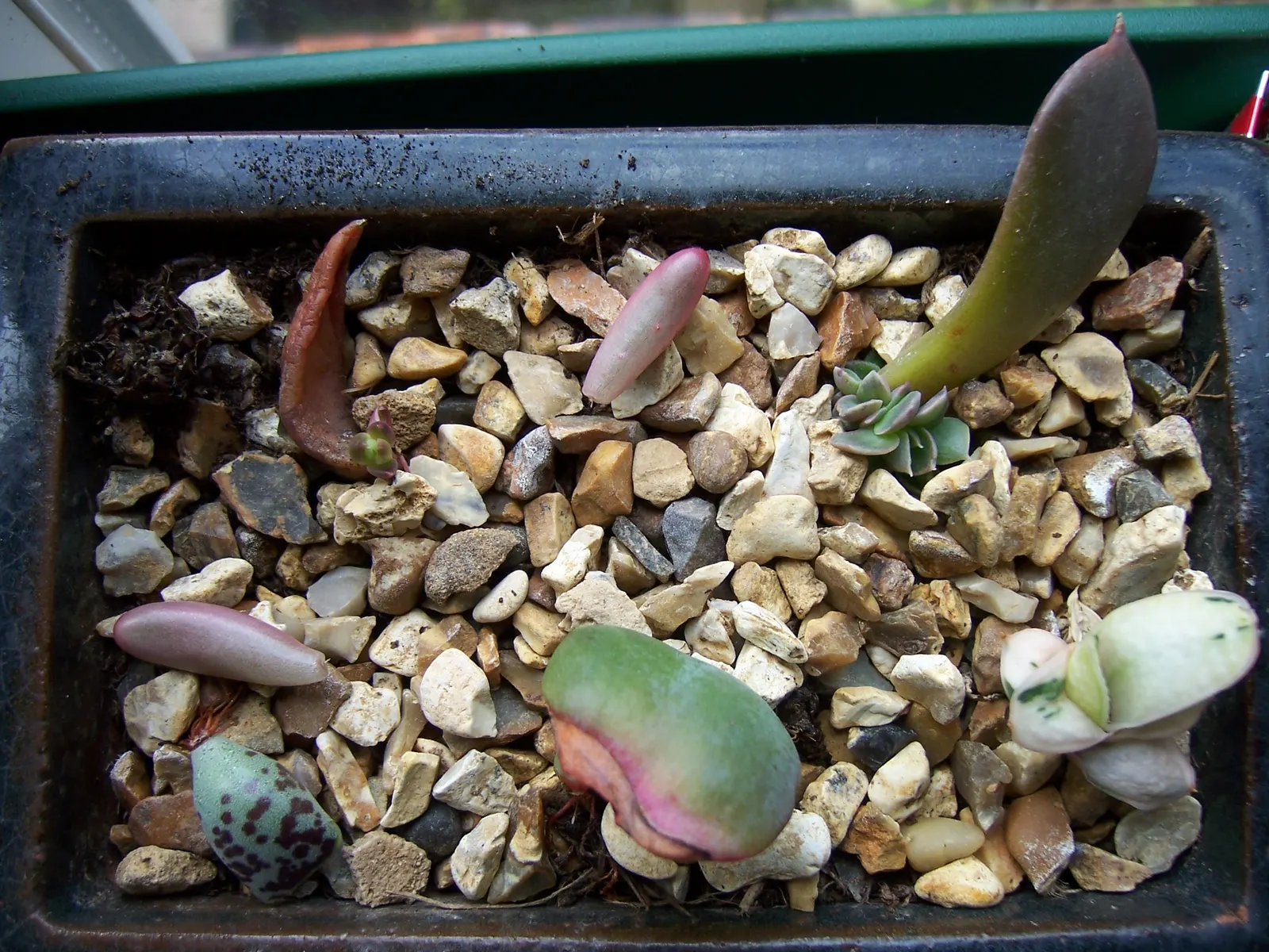 Perle von Nurnberg (Echeveria 'Perle von Nurnberg') — pink and yellow flowers in the garden
