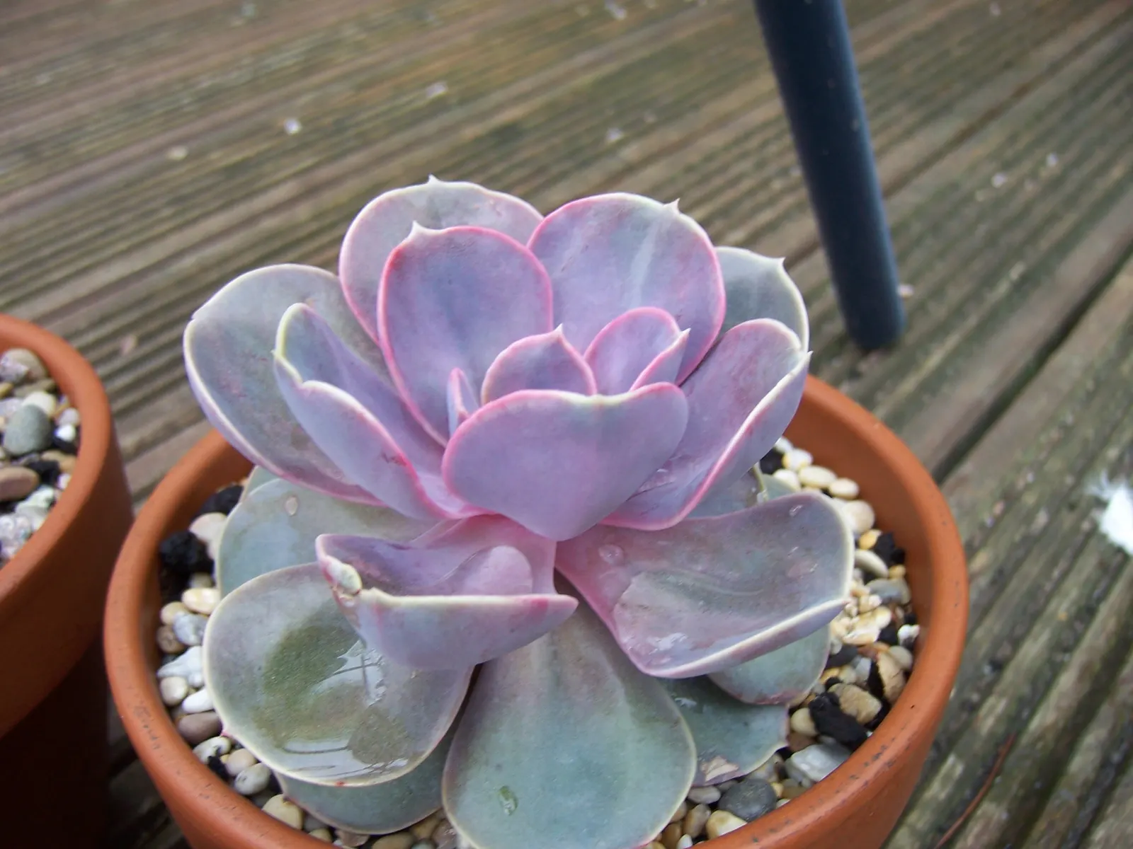 Perle von Nurnberg (Echeveria 'Perle von Nurnberg') — and as a border in drought-tolerant landscapes