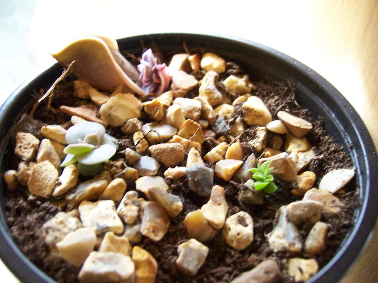 Perle von Nurnberg (Echeveria 'Perle von Nurnberg') — It is also an excellent candidate for container gardening, which makes it versatile for patios and