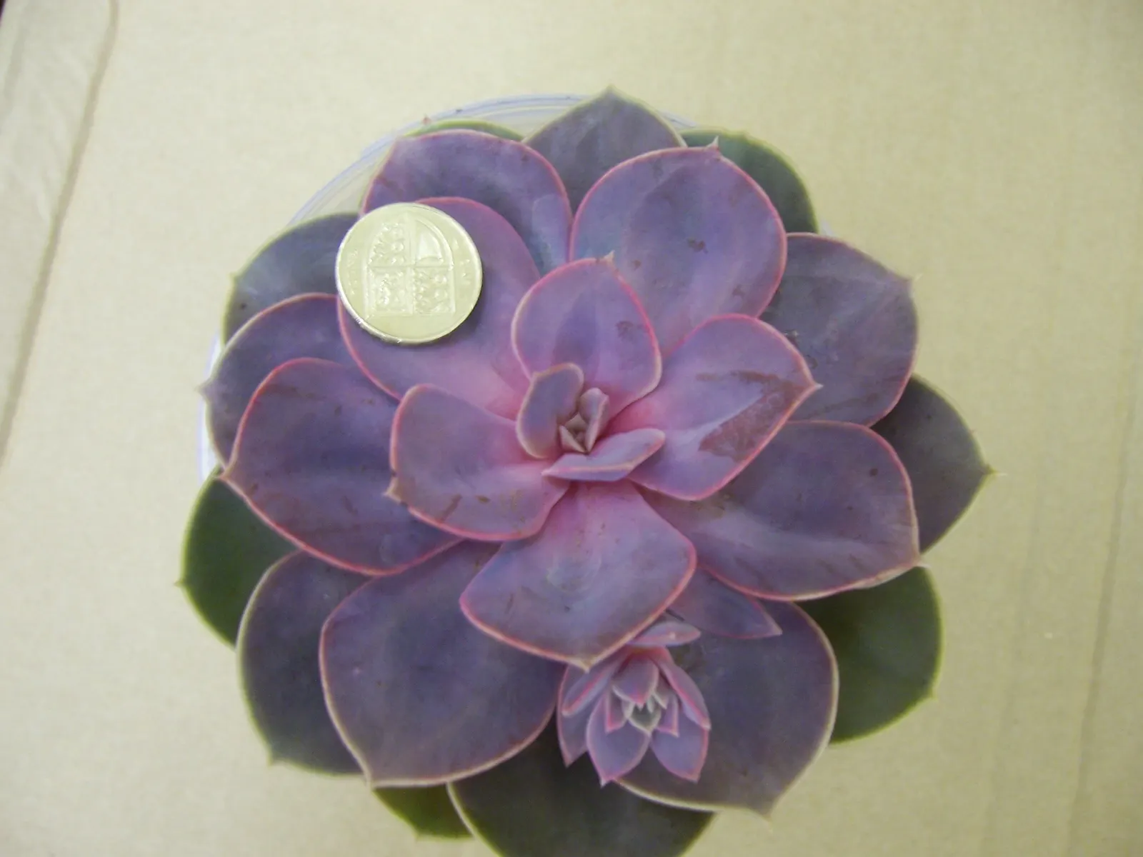Perle von Nurnberg (Echeveria 'Perle von Nurnberg') — showcasing a blend of pink