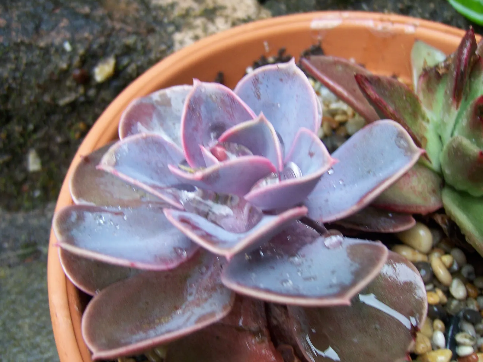 Perle von Nurnberg (Echeveria 'Perle von Nurnberg') — The 'Perle Von Nurnberg' can also produce coral-pink flowers on tall arching stalks in the summer