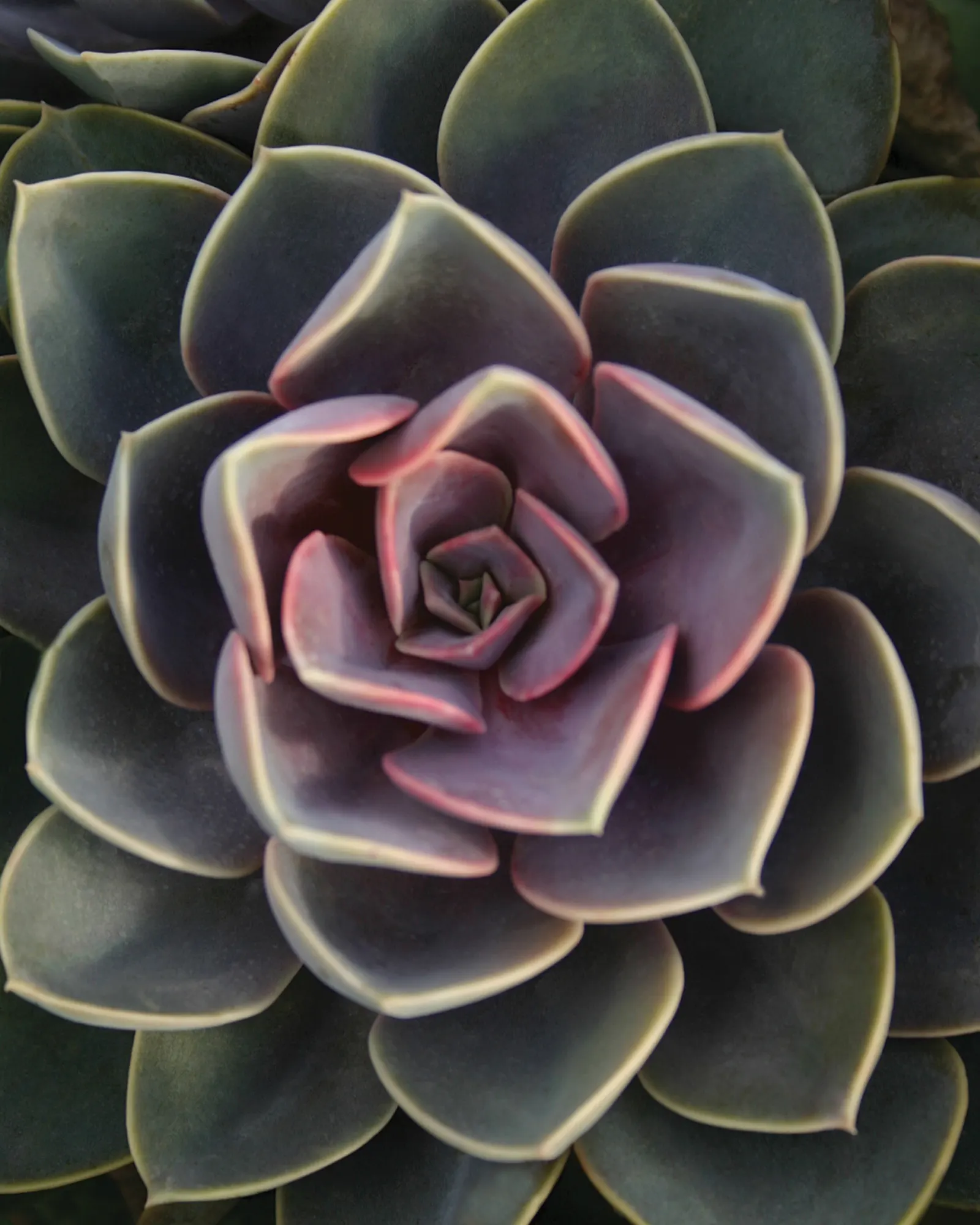 Perle von Nurnberg (Echeveria 'Perle von Nurnberg') — The Echeveria 'Perle von Nurnberg' is a stunning succulent prized for its rosettes up to 6 inches in