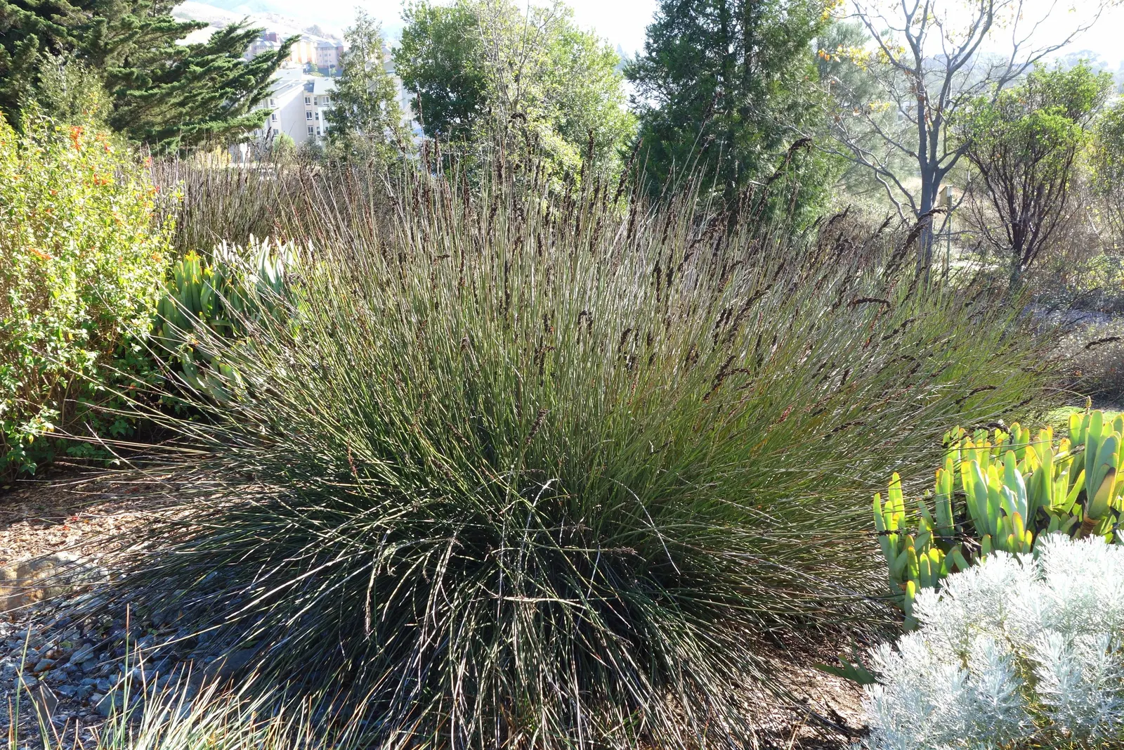 Large Cape Rush (Chondropetalum Elephantinum) — is an evergreen perennial with sturdy