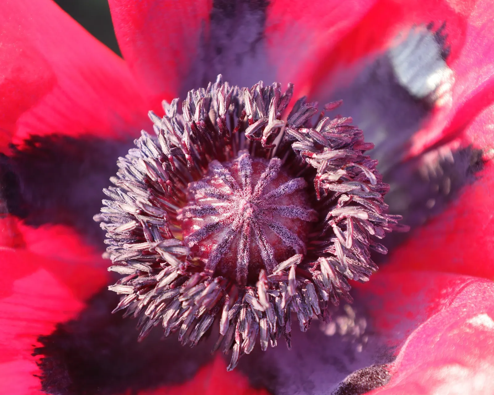 Beauty Of Livermere Oriental Poppy (Papaver Orientale 'Beauty Of Livermere') — vibrant red blooms with velvety black centers