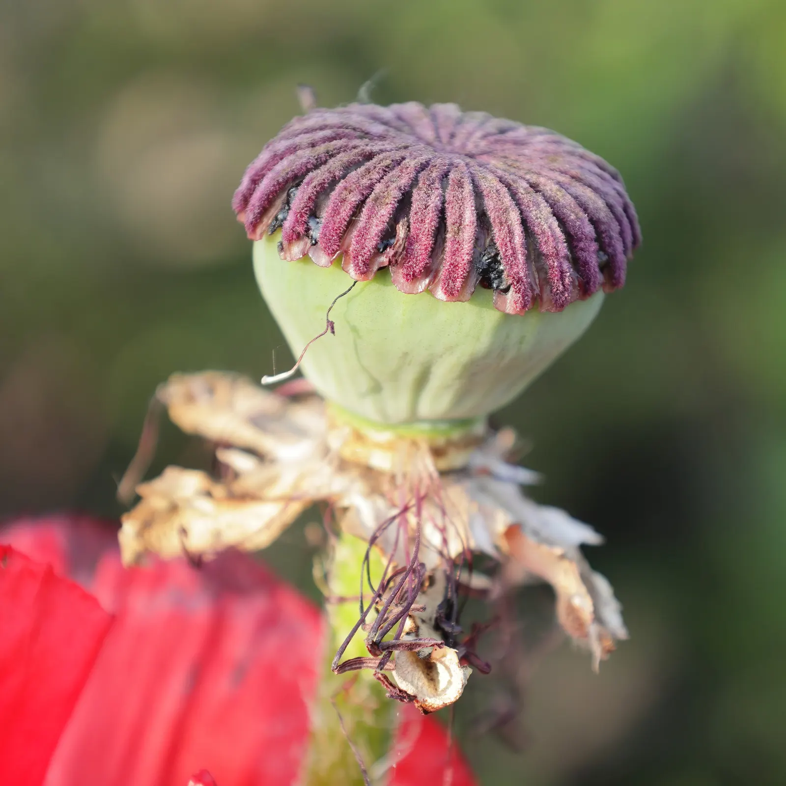 Beauty Of Livermere Oriental Poppy (Papaver Orientale 'Beauty Of Livermere') — it's perfect for adding dramatic color to borders in late spring to early summer