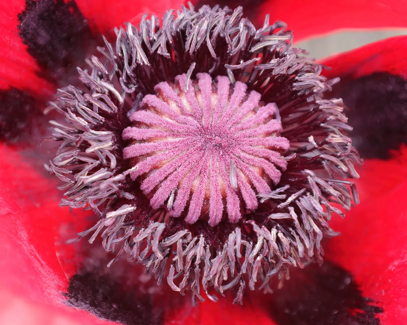 Beauty Of Livermere Oriental Poppy (Papaver Orientale 'Beauty Of Livermere') — Hardy to zones 3-7, it is a striking addition to any temperate garden