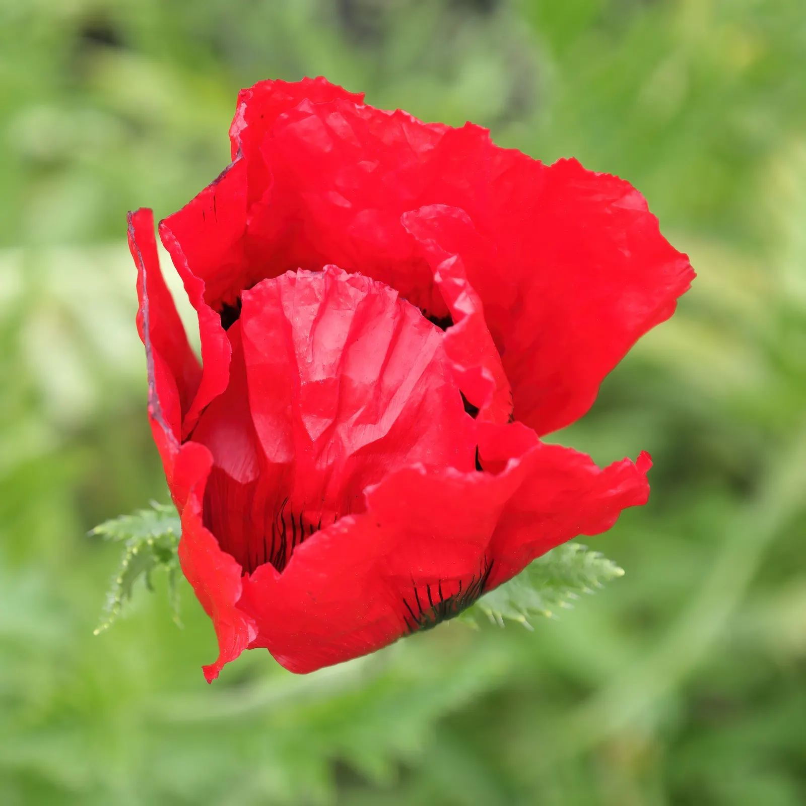 Beauty Of Livermere Oriental Poppy (Papaver Orientale 'Beauty Of Livermere') — Standing at about 2 to 4 feet tall with a spread up to 12-18 inches