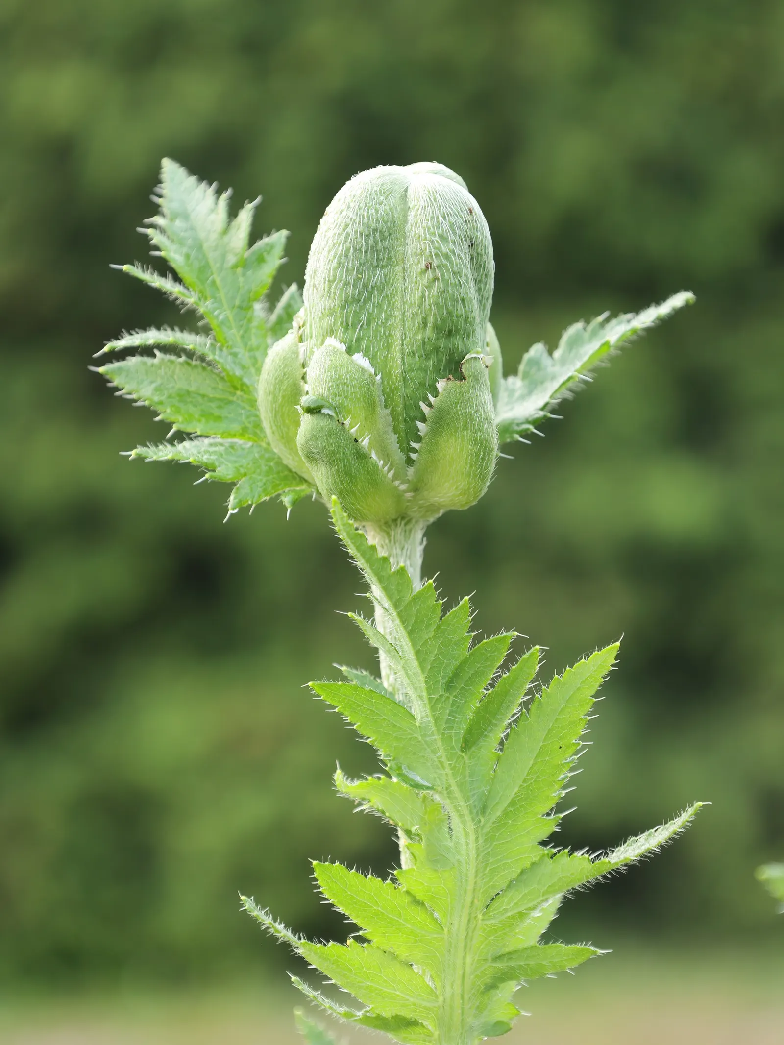 Beauty Of Livermere Oriental Poppy (Papaver Orientale 'Beauty Of Livermere') — Prefers full sun to partial shade and well-drained soil
