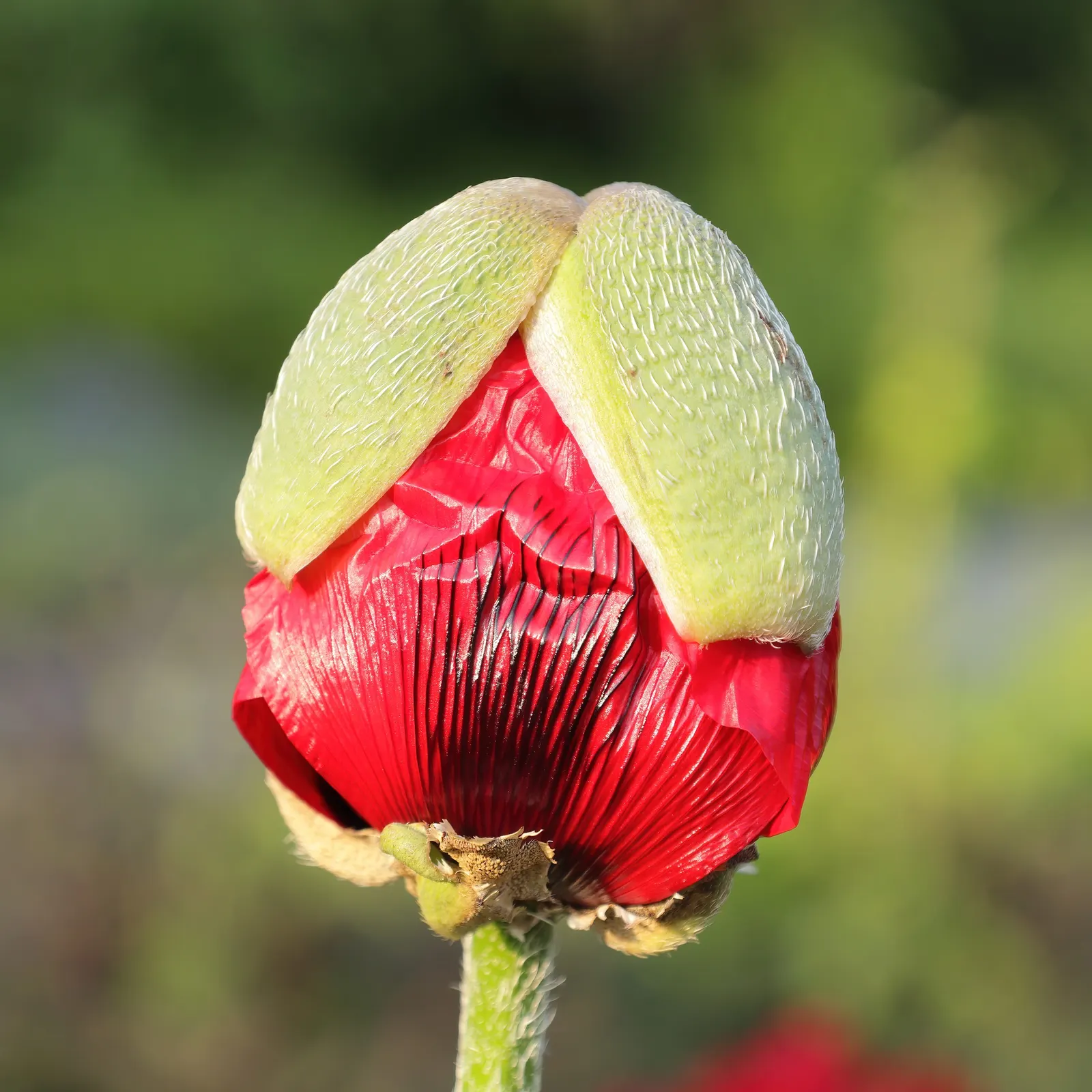 Beauty Of Livermere Oriental Poppy (Papaver Orientale 'Beauty Of Livermere') — commonly referred to as the Beauty of Livermere Oriental Poppy