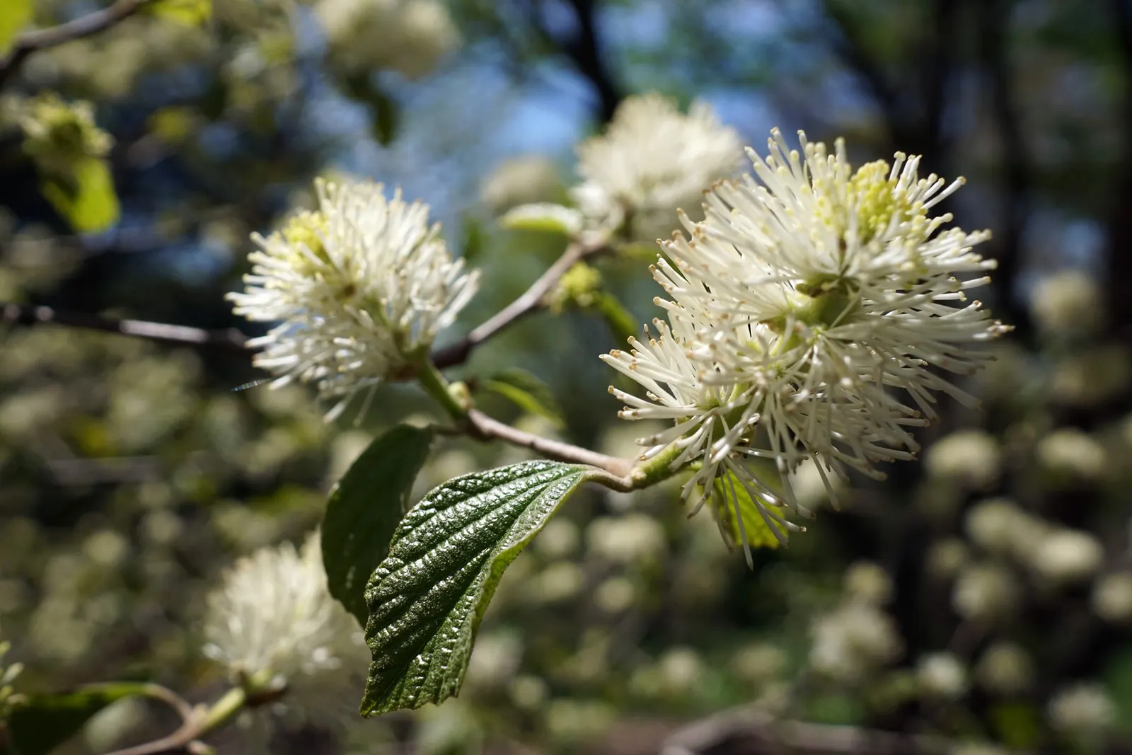 Mountain Alder (Alnus Incana Ssp. Tenuifolia) — green and yellow flowers in the garden