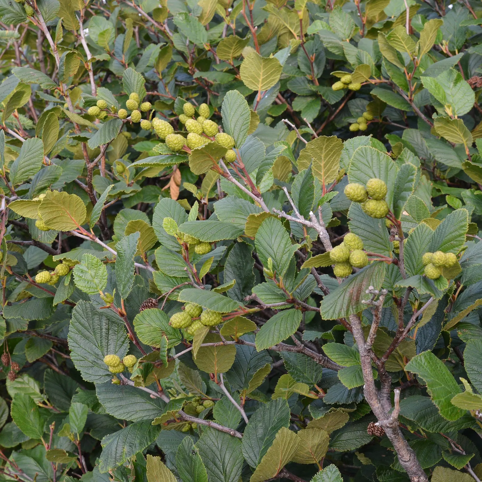 Mountain Alder (Alnus Incana Ssp. Tenuifolia) — upright female catkins eventually develop into charming woody cones that persist into winter