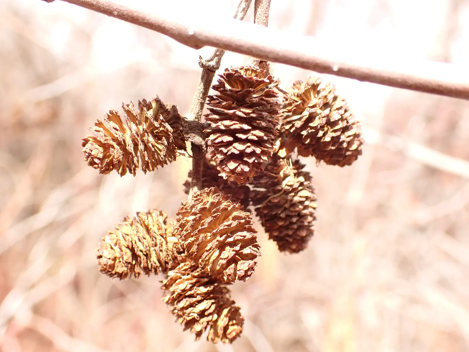 Mountain Alder (Alnus Incana Ssp. Tenuifolia) — Mountain Alder, scientifically known as Alnus incana subsp