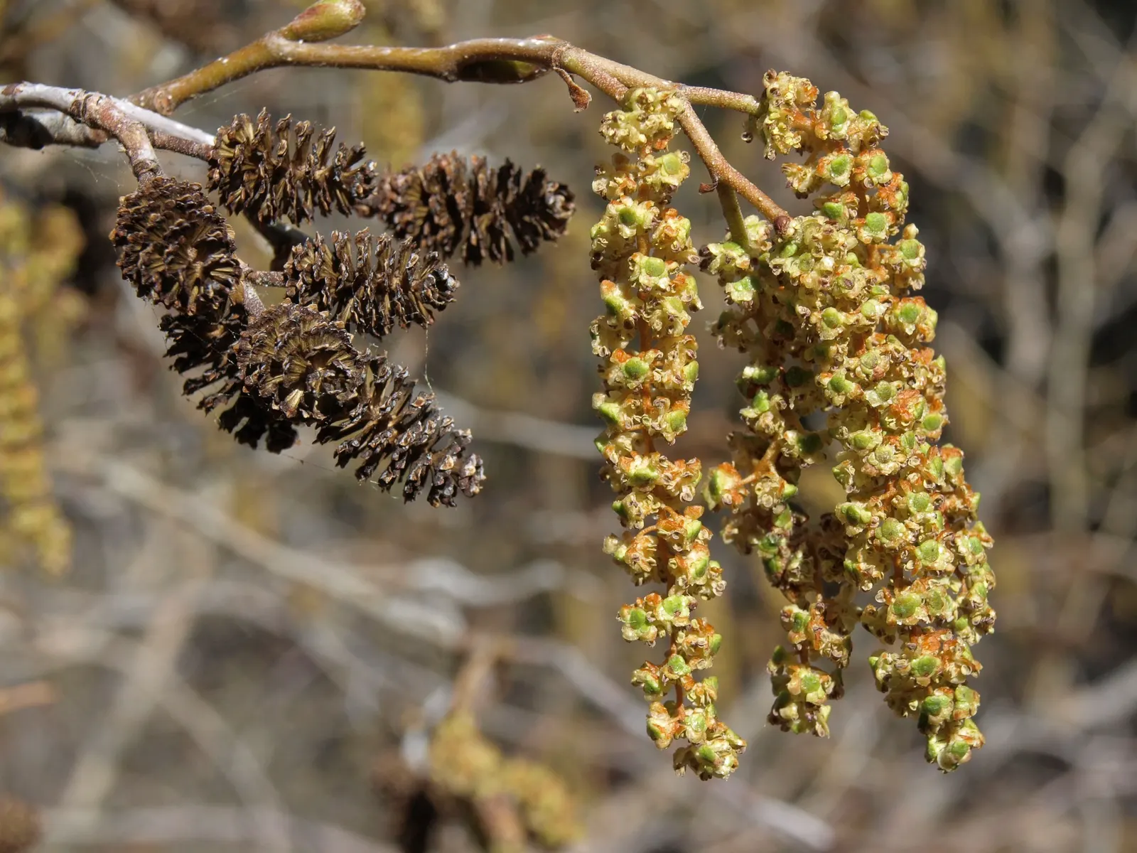 Mountain Alder (Alnus Incana Ssp. Tenuifolia) — Typically reaching a height of 15 to 20 feet with a spread of about 12 to 15 feet
