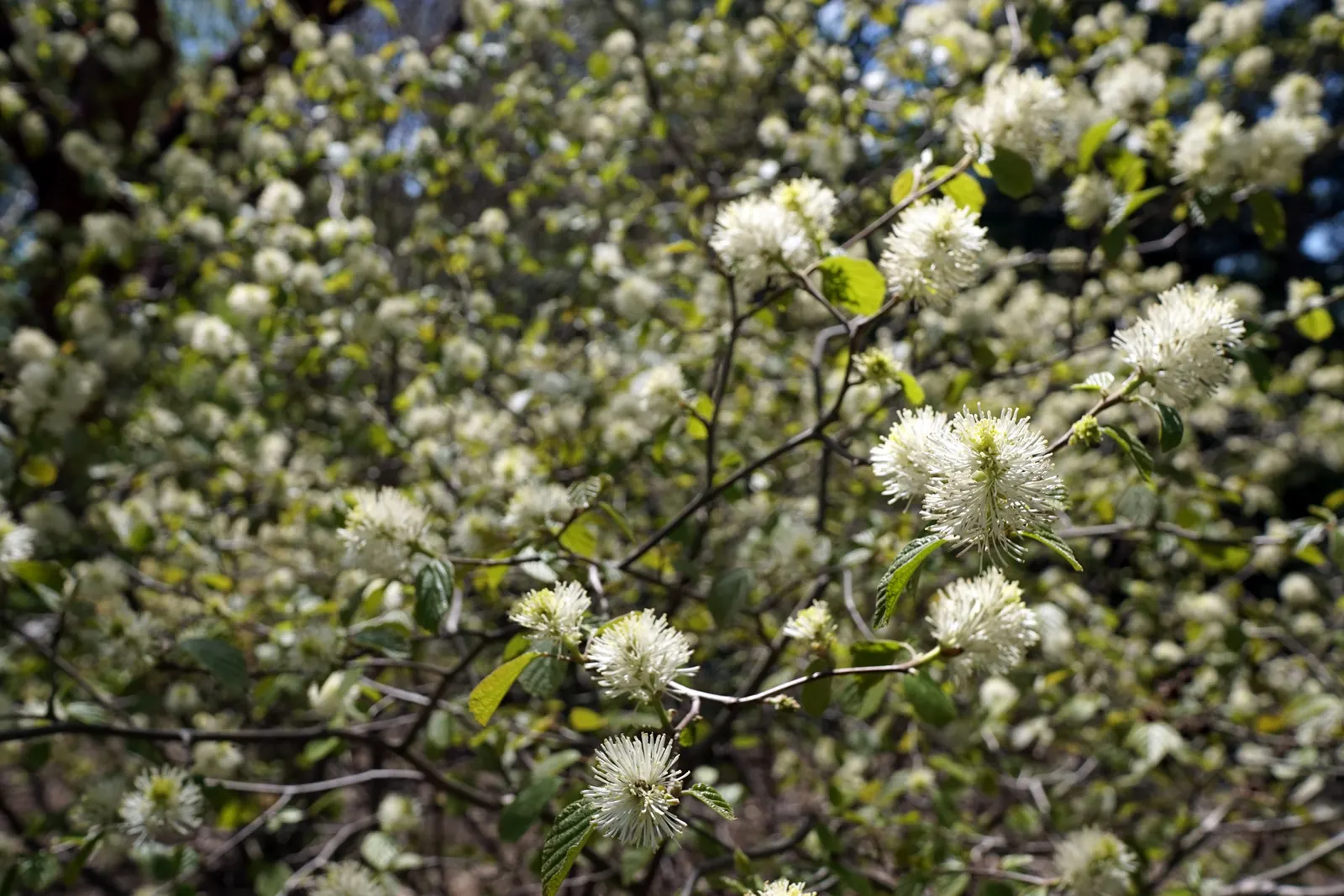 Mountain Alder (Alnus Incana Ssp. Tenuifolia) — offering habitat and food sources for wildlife