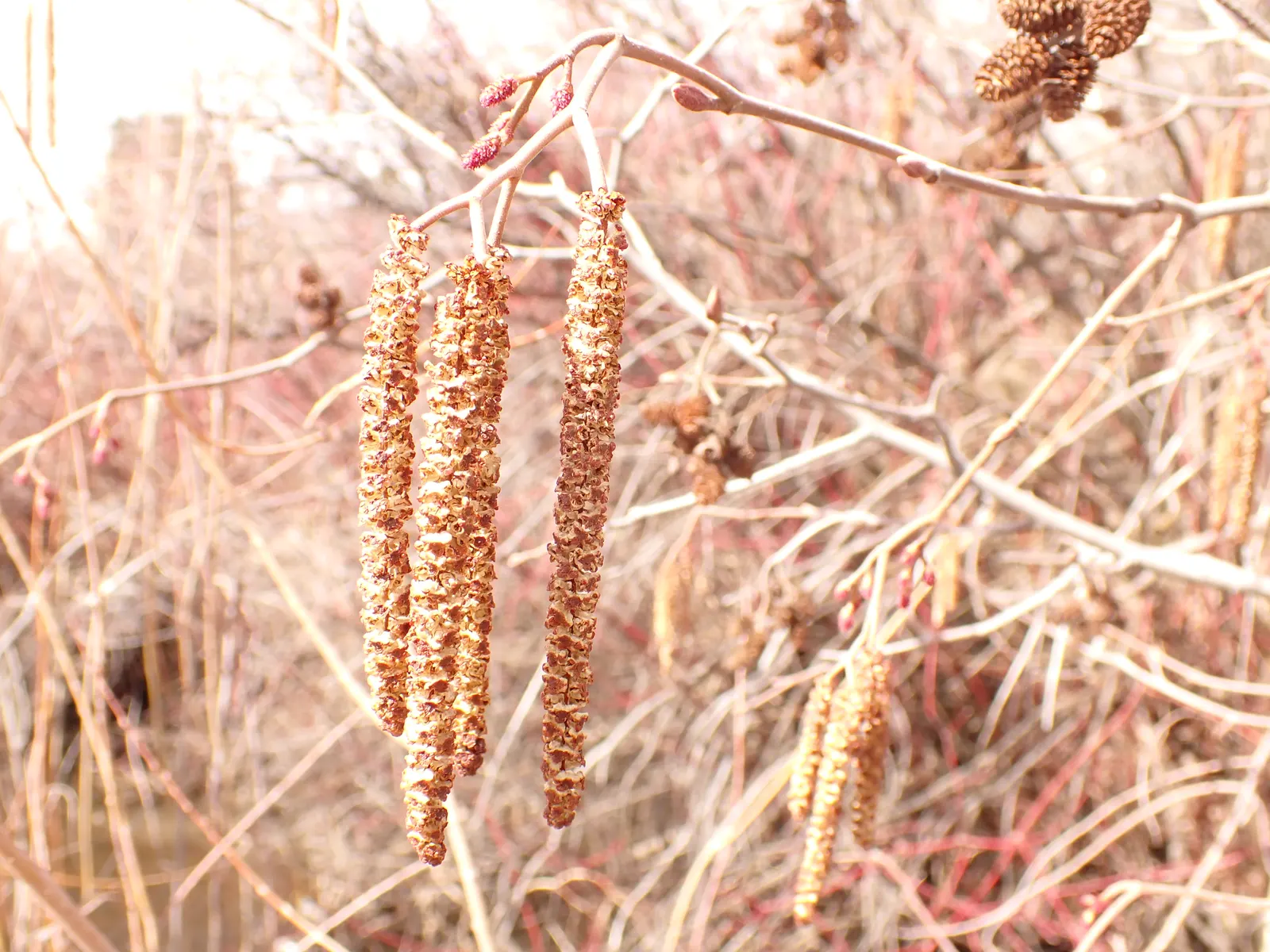 Mountain Alder (Alnus Incana Ssp. Tenuifolia) — which showcase a vibrant green hue in summer months before transforming to a striking yellow in the fall