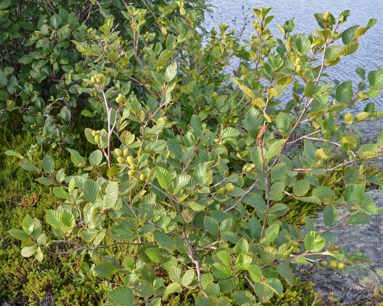 Mountain Alder (Alnus Incana Ssp. Tenuifolia) — This hardy plant exhibits adaptability to a wide range of soil types