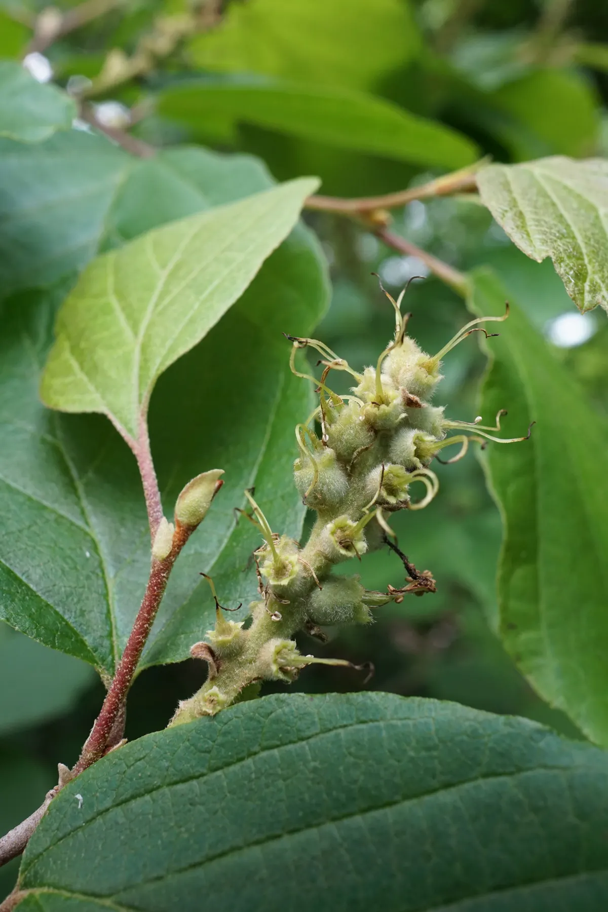 Mountain Alder (Alnus Incana Ssp. Tenuifolia) — seasonally evolving landscape aesthetic.<br><br>Additionally