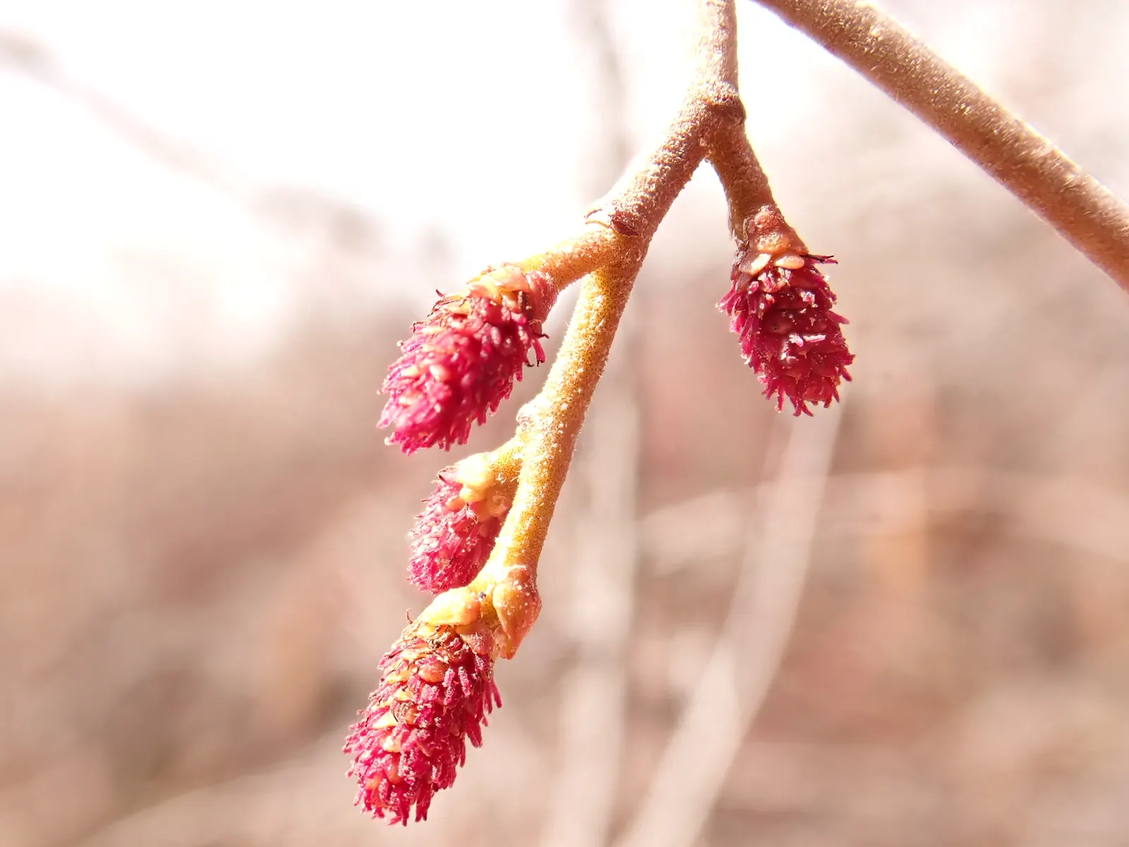 Mountain Alder (Alnus Incana Ssp. Tenuifolia) — this mid-sized alder is recognized for its slender and multi-stemmed habit