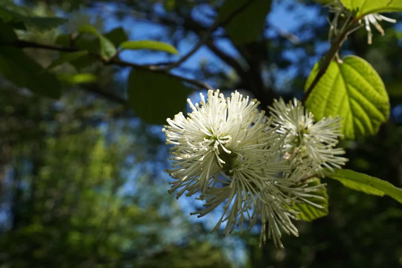 Mountain Alder (Alnus Incana Ssp. Tenuifolia) — although it prefers moist