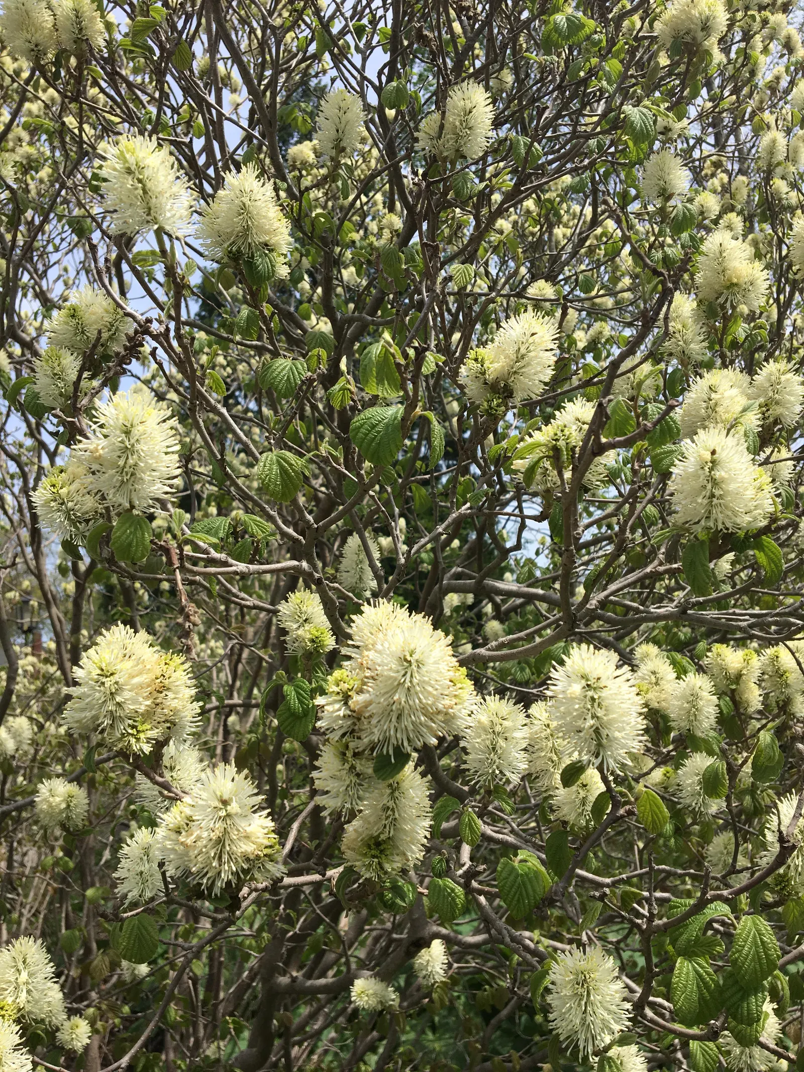 Mountain Alder (Alnus Incana Ssp. Tenuifolia) — adding visual interest during the dormant season.<br><br>Alder species