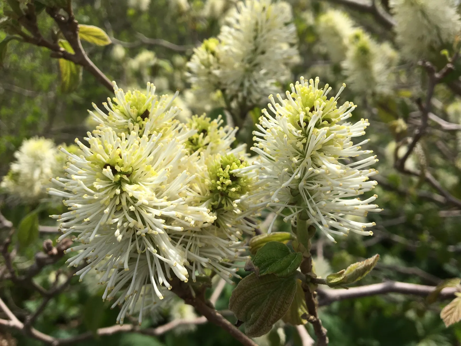 Mountain Alder (Alnus Incana Ssp. Tenuifolia) — tree with green and yellow blooms