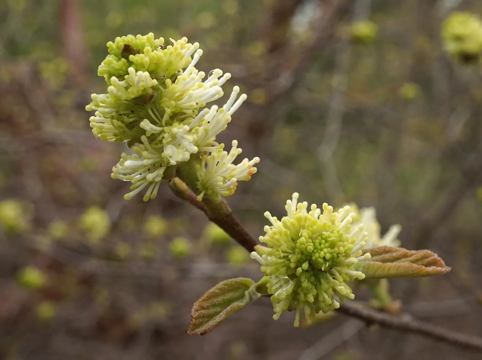 Mountain Alder (Alnus Incana Ssp. Tenuifolia) — including butterflies and birds seeking its nutritious seeds