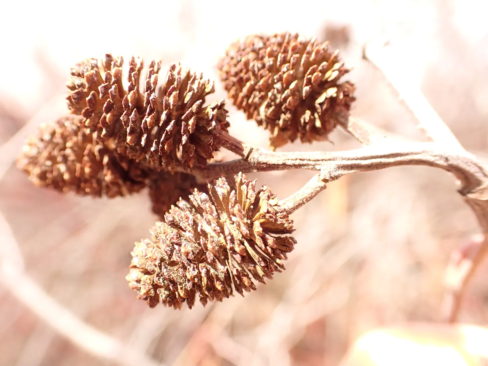 Mountain Alder (Alnus Incana Ssp. Tenuifolia) — tree for full or half