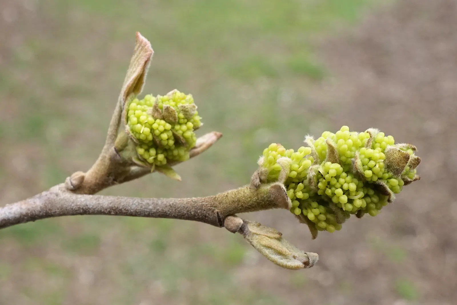 Mountain Alder (Alnus Incana Ssp. Tenuifolia) — catkins emerge as a noteworthy ornamental feature; the male catkins dangle at around 1 to 2 inches long
