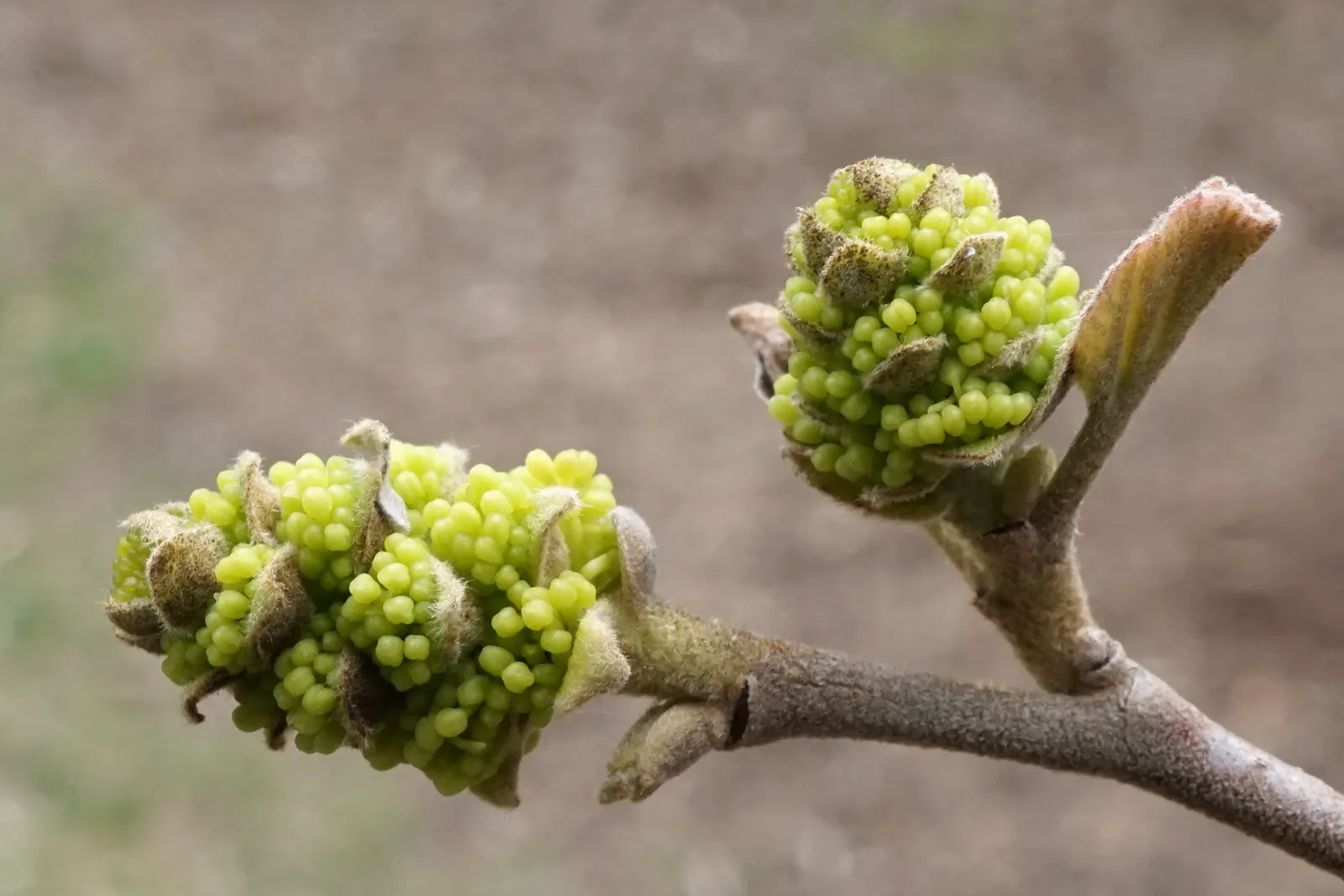 Mountain Alder (Alnus Incana Ssp. Tenuifolia) — Adaptable and versatile, it flourishes along streambanks and moist sites