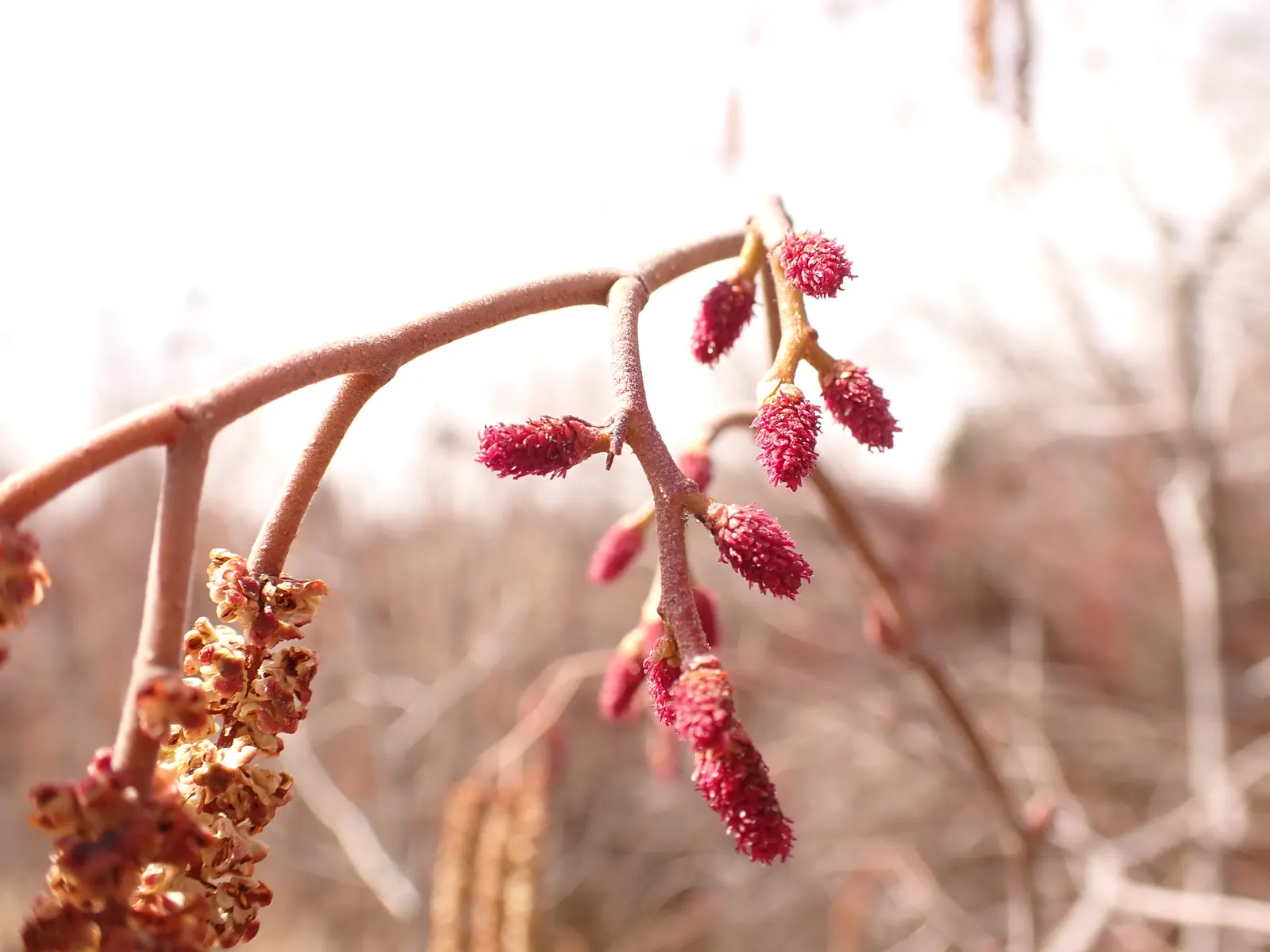 Mountain Alder (Alnus Incana Ssp. Tenuifolia) — making it excellent for erosion control and a valuable habitat for wildlife