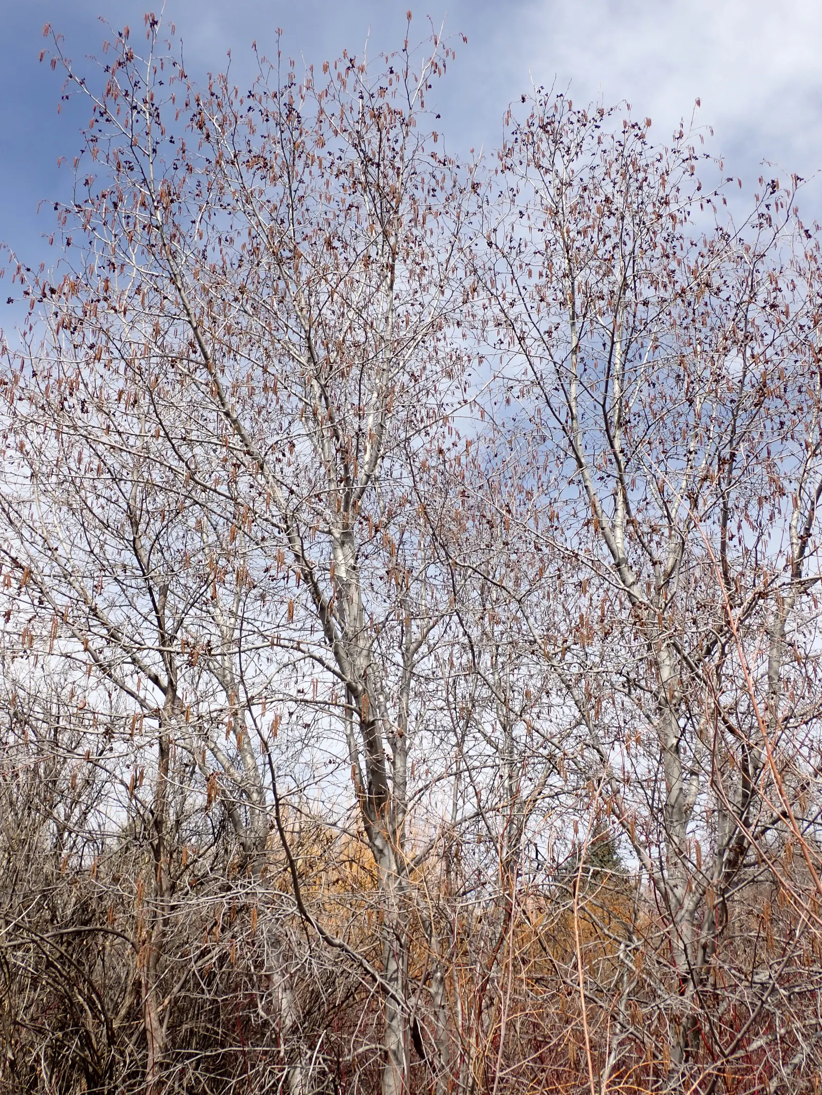 Mountain Alder (Alnus Incana Ssp. Tenuifolia) — This hardy species' root system stabilizes soil
