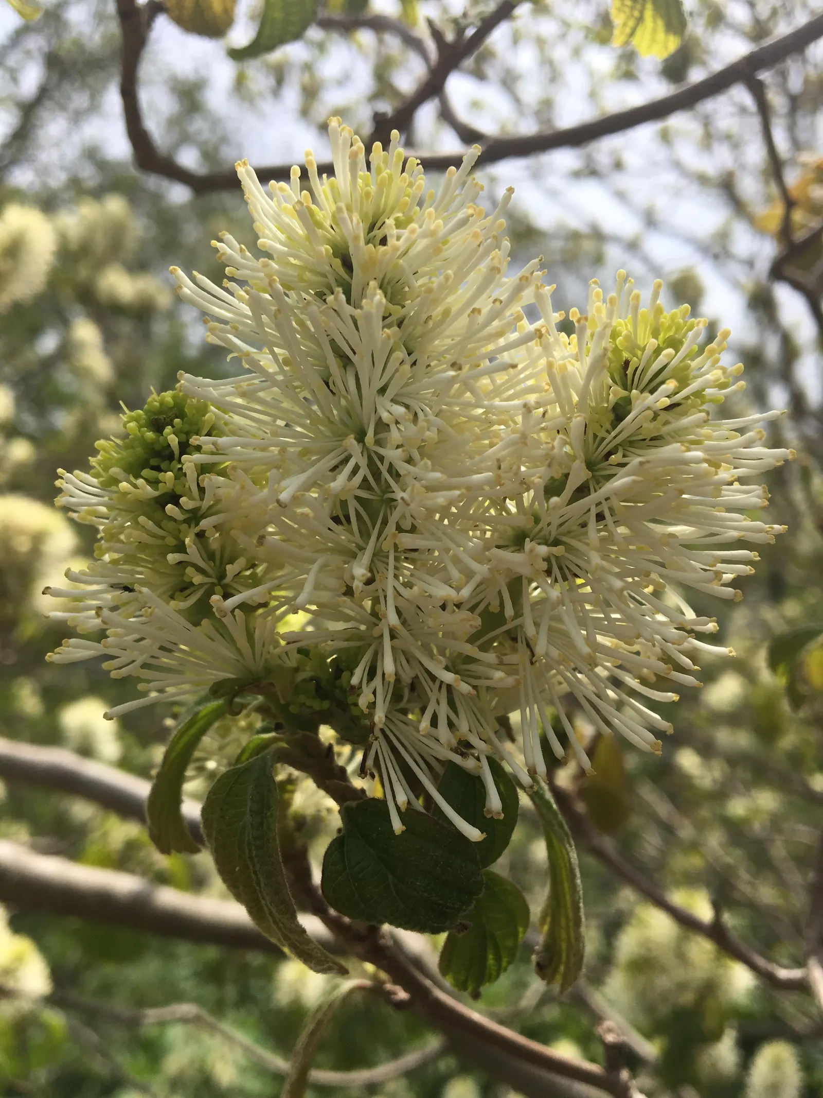 Mountain Alder (Alnus Incana Ssp. Tenuifolia) — Ideal for zones 4 through 7