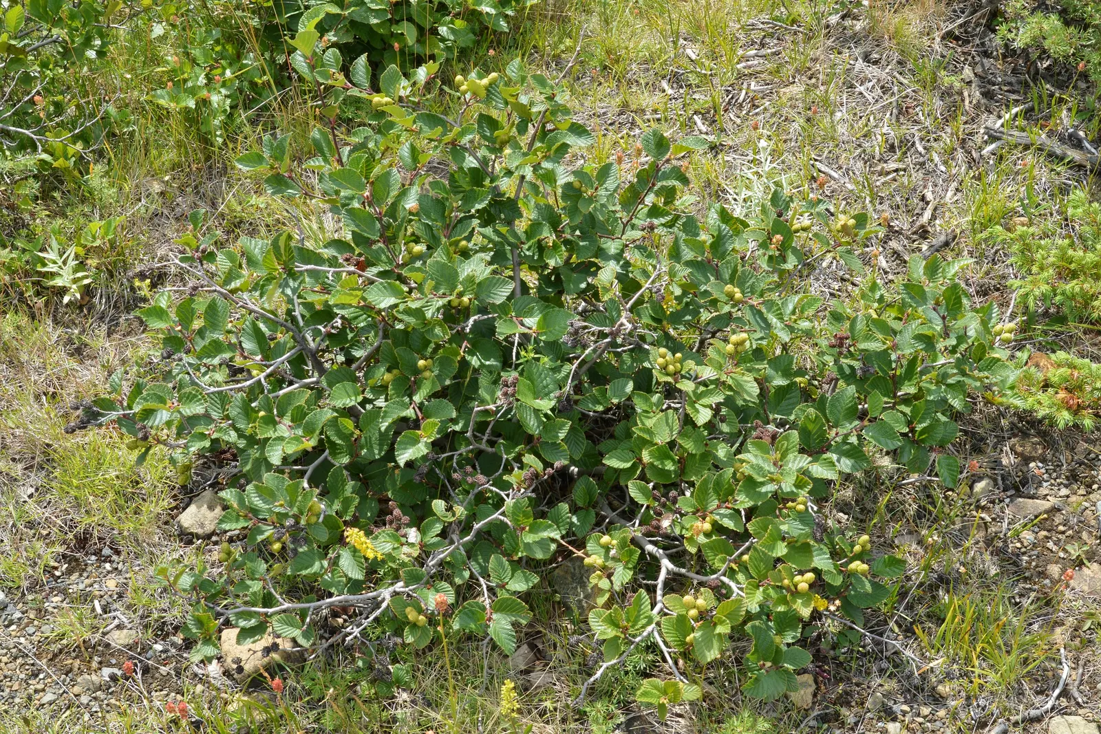 Mountain Alder (Alnus Incana Ssp. Tenuifolia) — This contributes to a dynamic