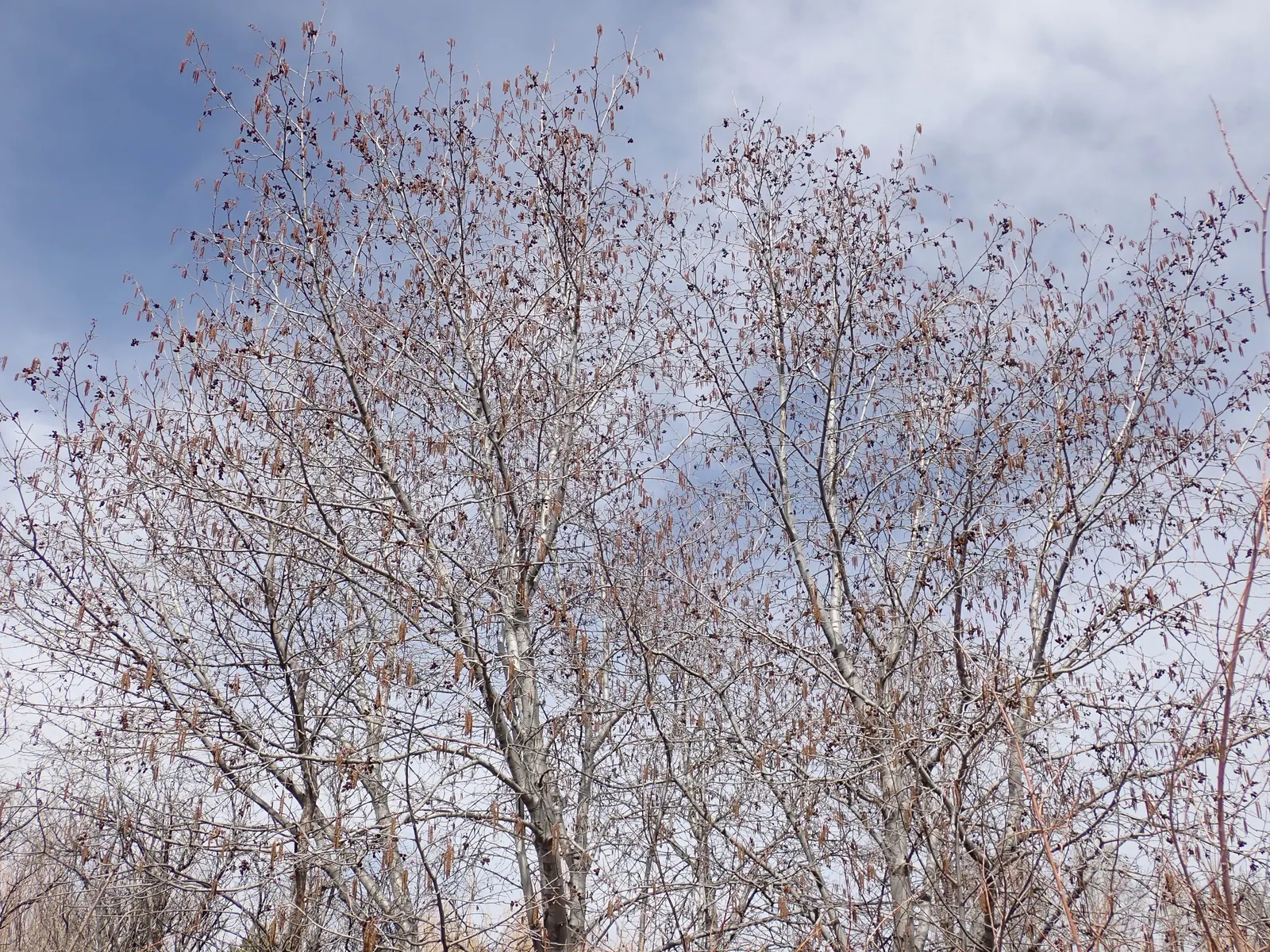 Mountain Alder (Alnus Incana Ssp. Tenuifolia) — Prefers full sun to partial shade in zones 2-6