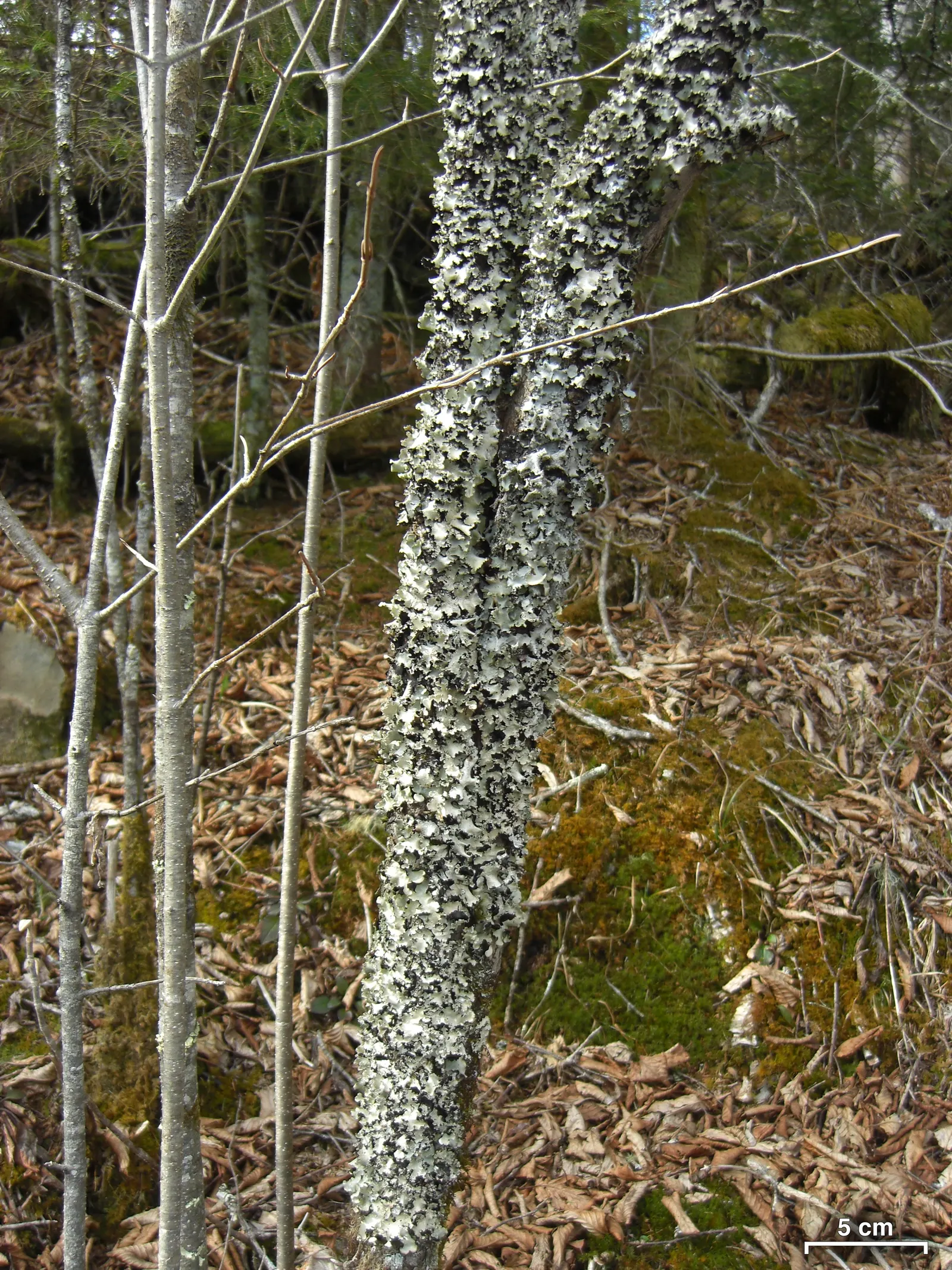 Mountain Alder (Alnus Incana Ssp. Tenuifolia) — This hardy species' root system stabilizes soil, image 32