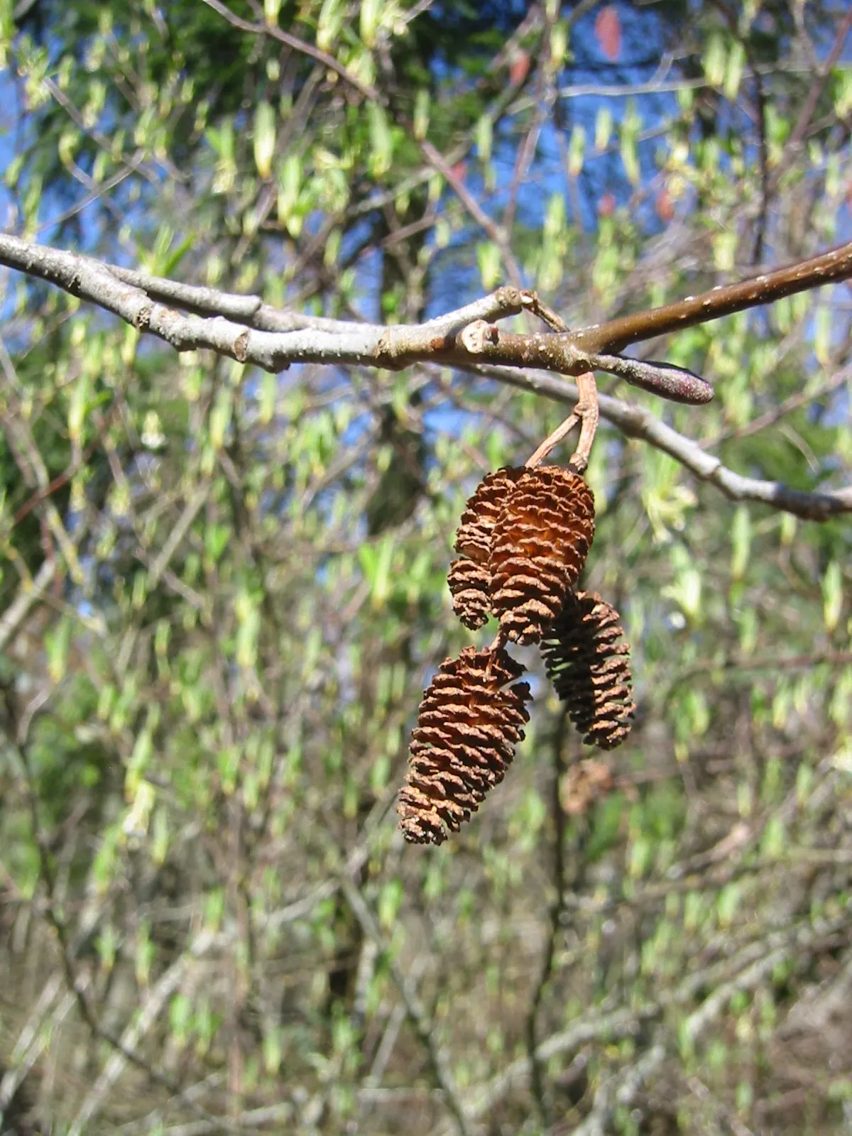 Mountain Alder (Alnus Incana Ssp. Tenuifolia) — The Mountain Alder (Alnus incana ssp