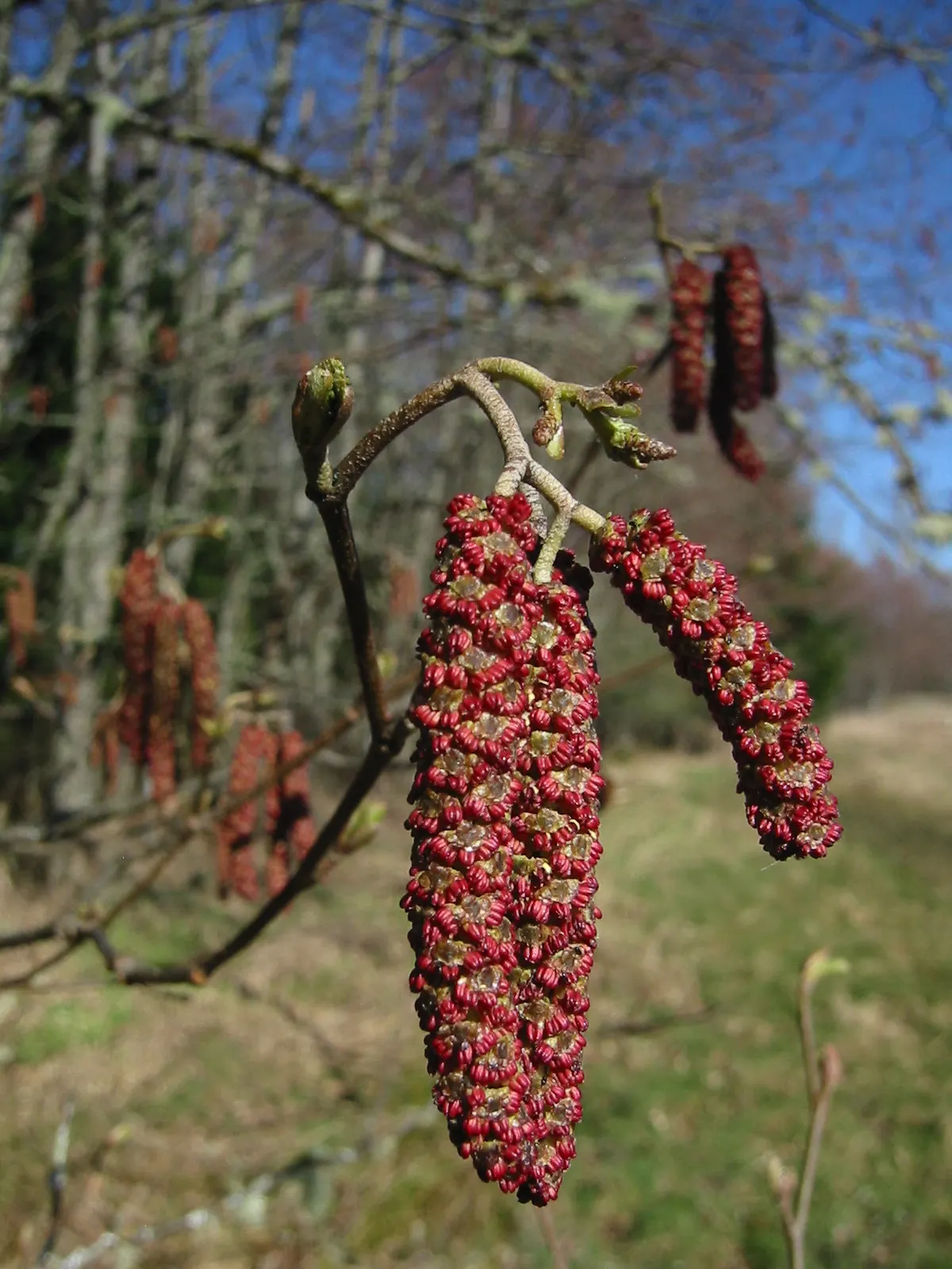 Mountain Alder (Alnus Incana Ssp. Tenuifolia) — The Mountain Alder (Alnus incana ssp; its elongated, serrated leaves turn yellow in fall, complementing catkins
