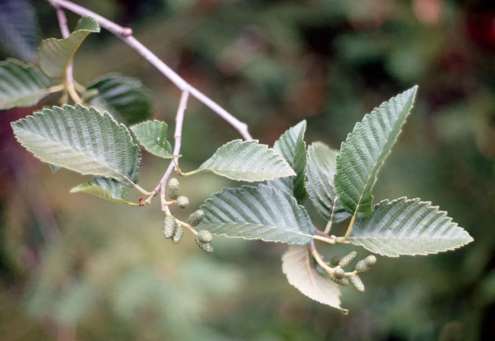 Mountain Alder (Alnus Incana Ssp. Tenuifolia) — Adaptable and versatile, it flourishes along streambanks and moist sites; adding visual interest during the