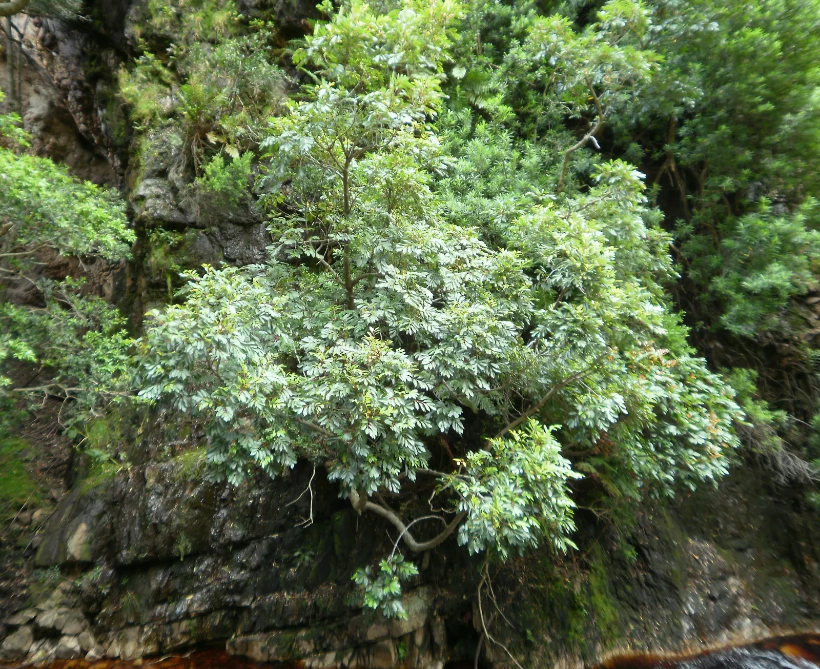 Mountain Alder (Alnus Incana Ssp. Tenuifolia) — Its elongated, serrated leaves turn yellow in fall, complementing catkins that provide winter interest