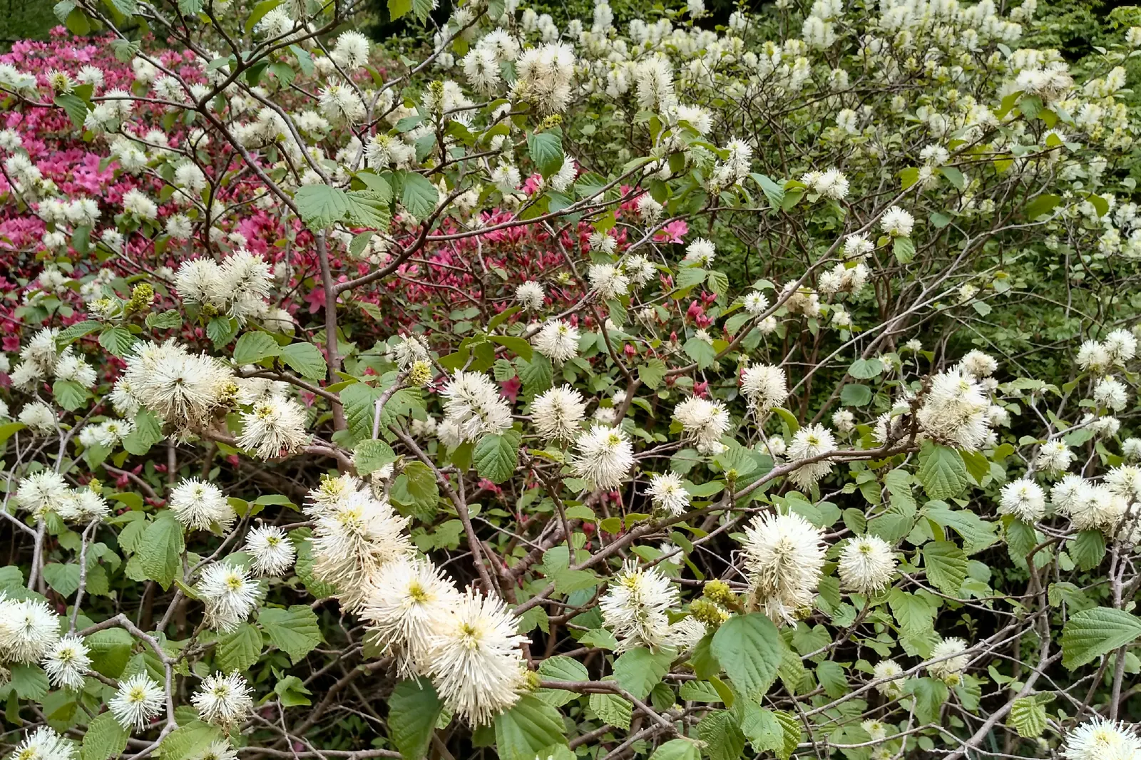 Mountain Alder (Alnus Incana Ssp. Tenuifolia) — tenuifolia) is a deciduous shrub reaching 10-15 feet in height