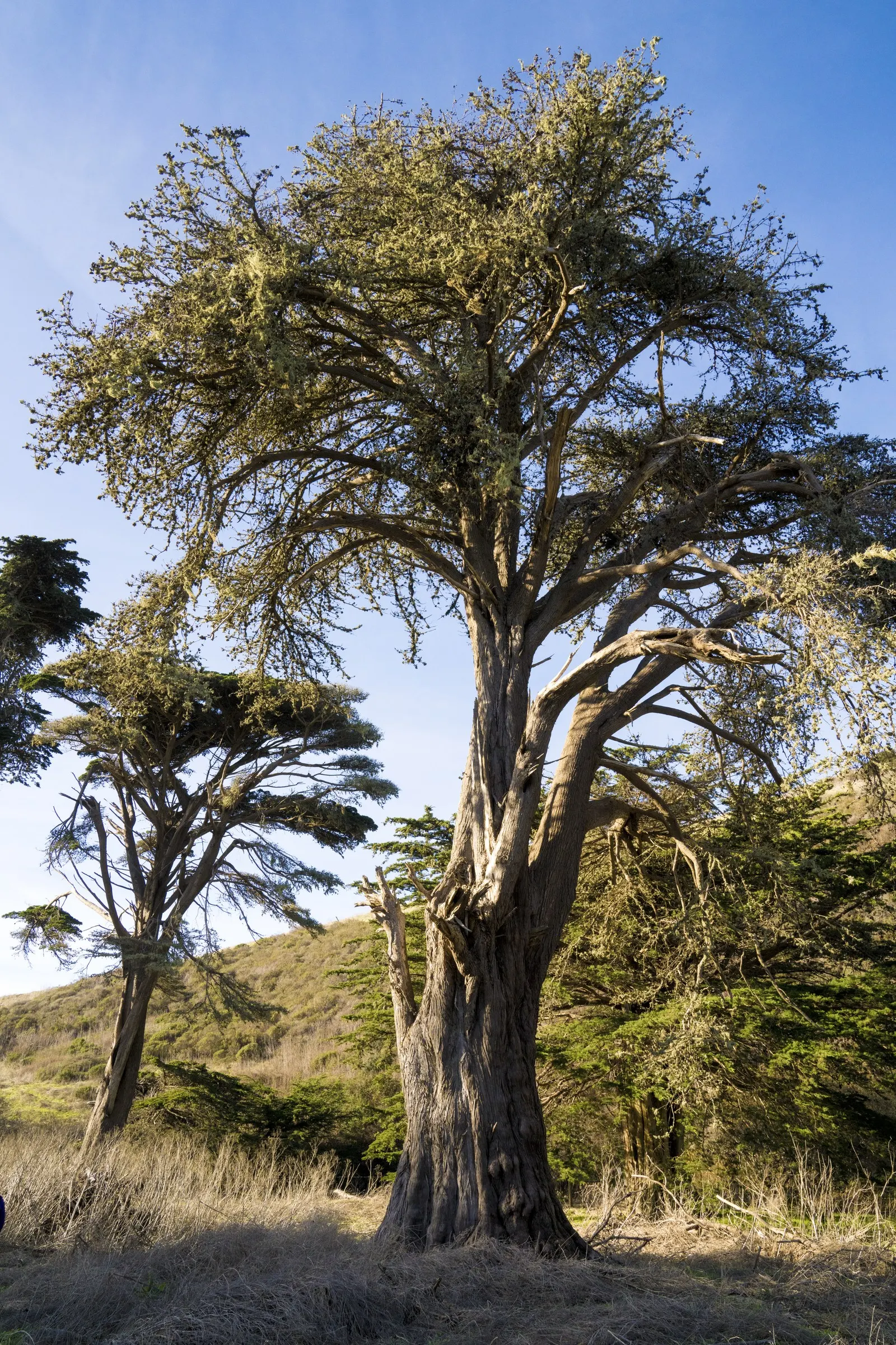 Mountain Alder (Alnus Incana Ssp. Tenuifolia) — tenuifolia) is a deciduous shrub reaching 10-15 feet in height; this mid-sized alder is recognized for its