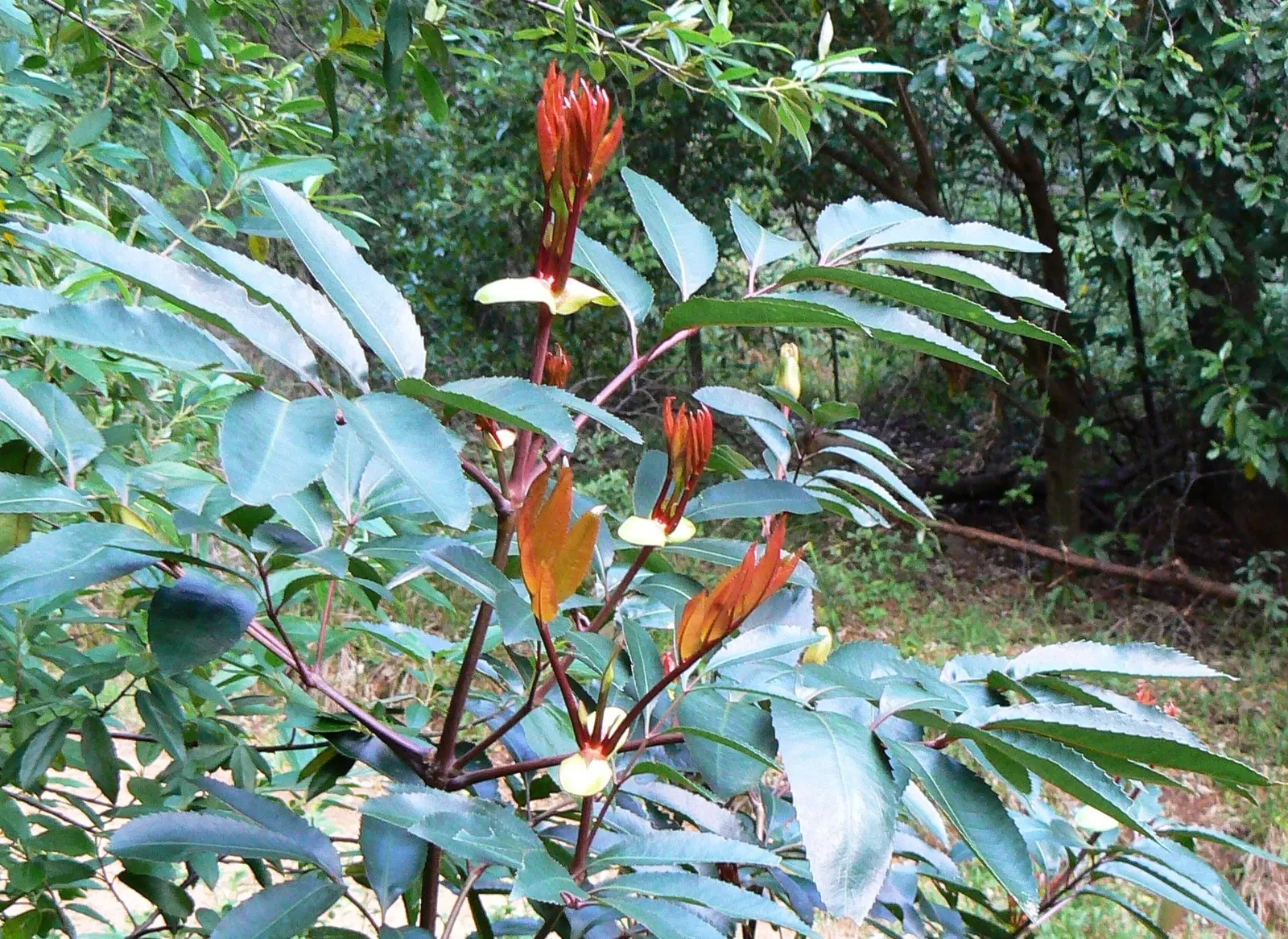 Mountain Alder (Alnus Incana Ssp. Tenuifolia) — it can also tolerate wet sites