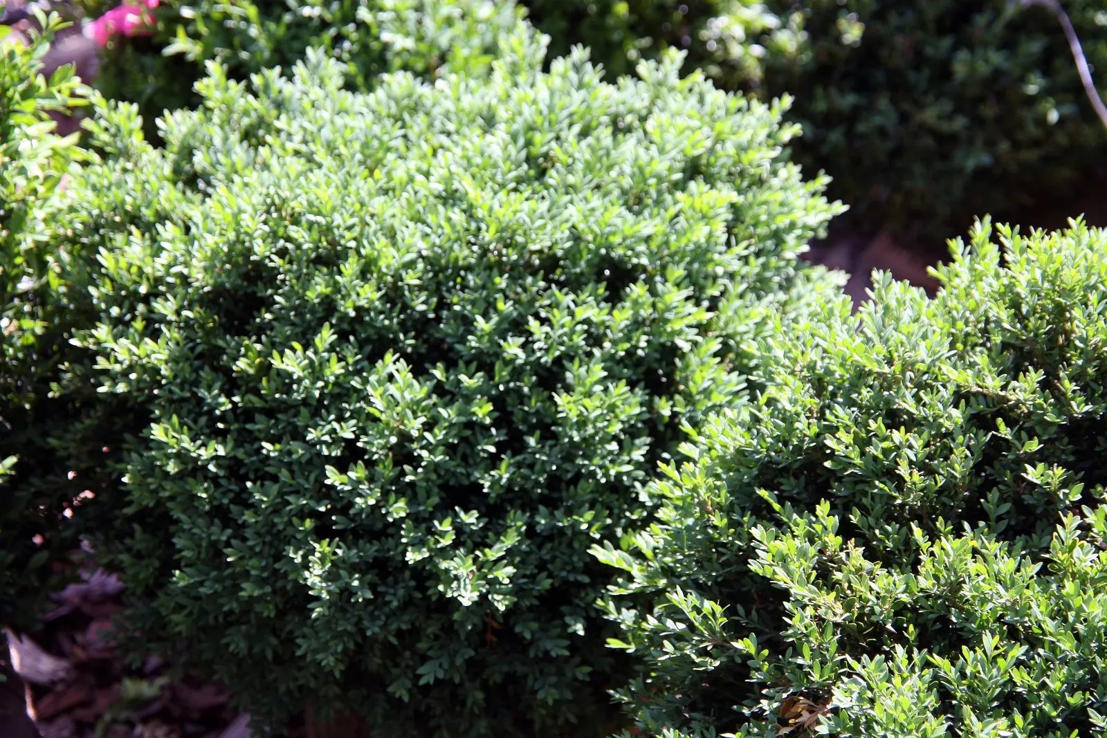 Green Gem Boxwood (Buxus 'Green Gem') — The Buxus 'Green Gem' is a hardy evergreen shrub ideal for structured gardens